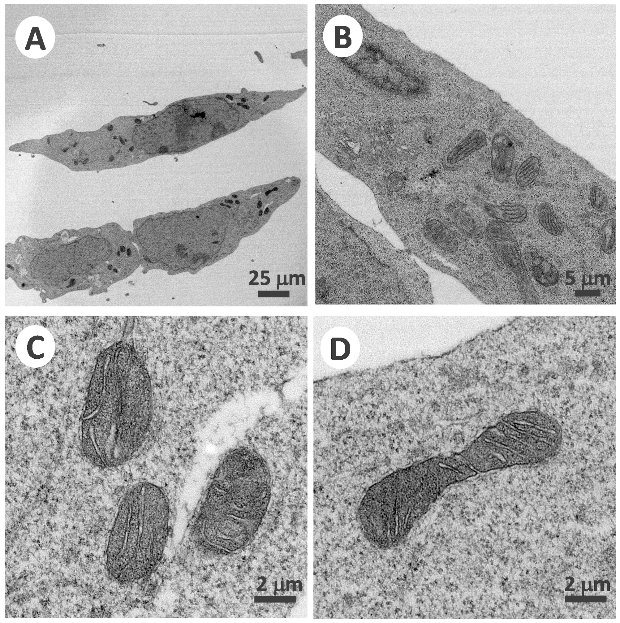 Membranes 12 00383 g007