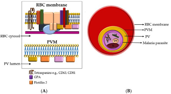 Various ways by which P. falciparum parasite evades the immune system via  secreted extracellular vesicles