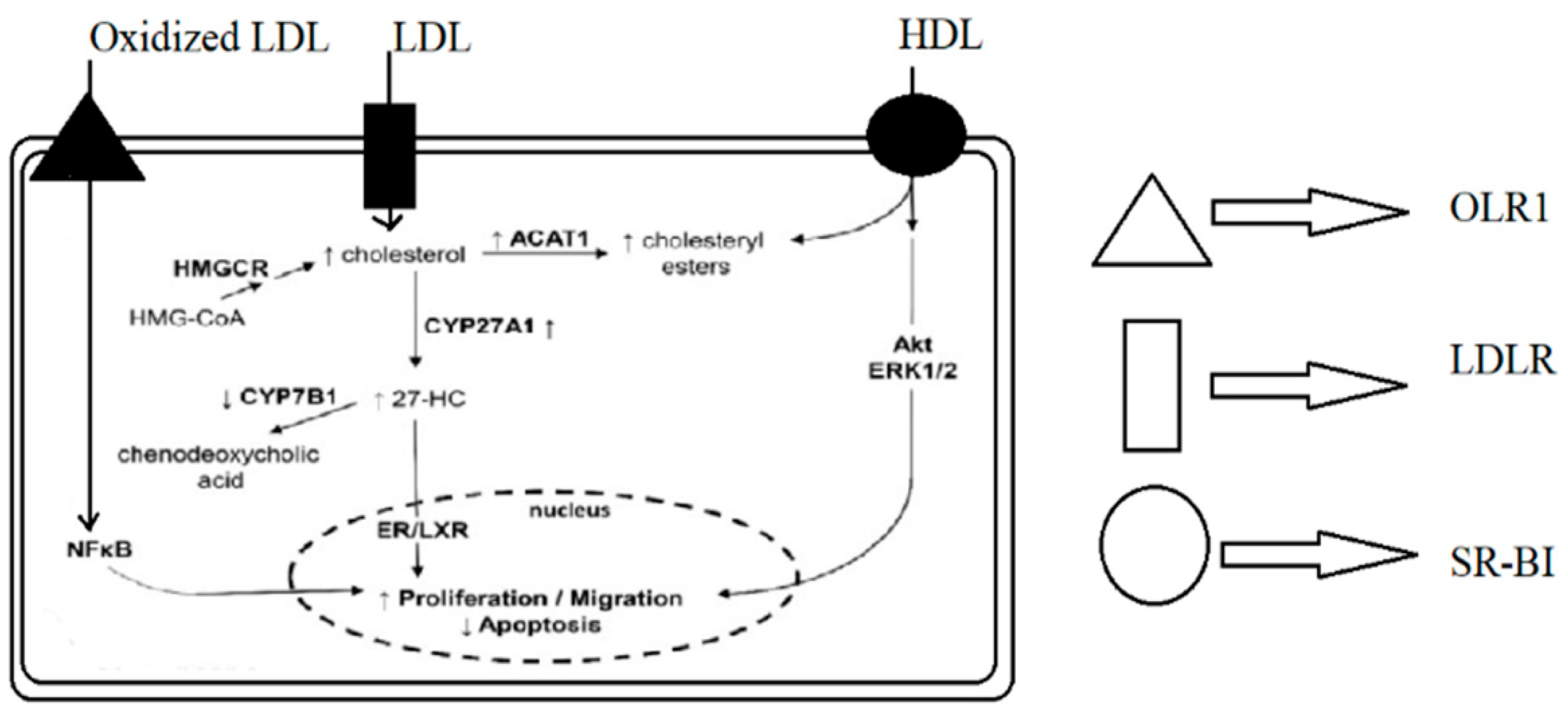 Membranes | Free Full-Text | Role of Lipoproteins in the Pathophysiology of  Breast Cancer