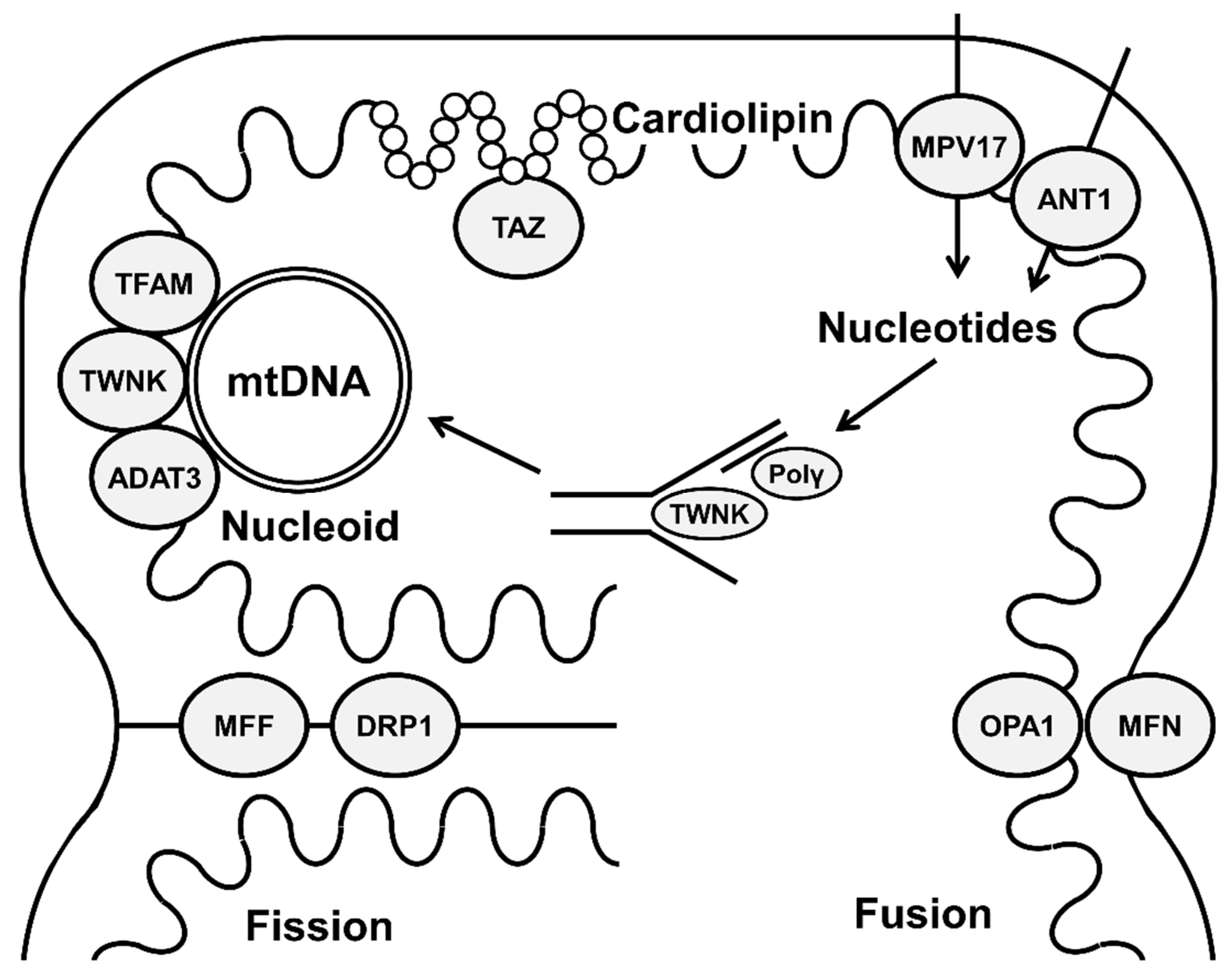 Membranes | Free Full-Text | Mitochondrial Membranes And Mitochondrial ...