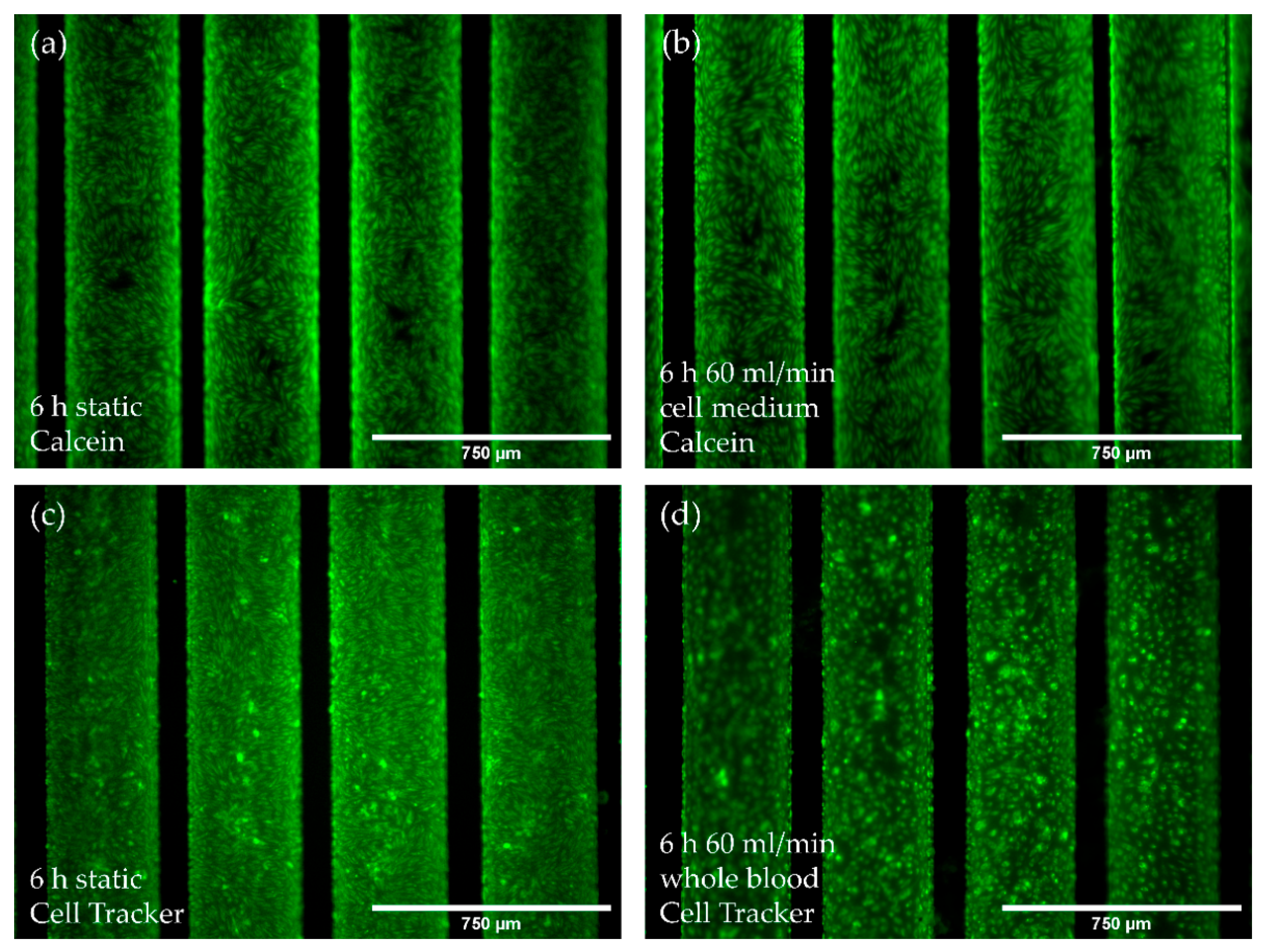 Membranes 12 00687 g005