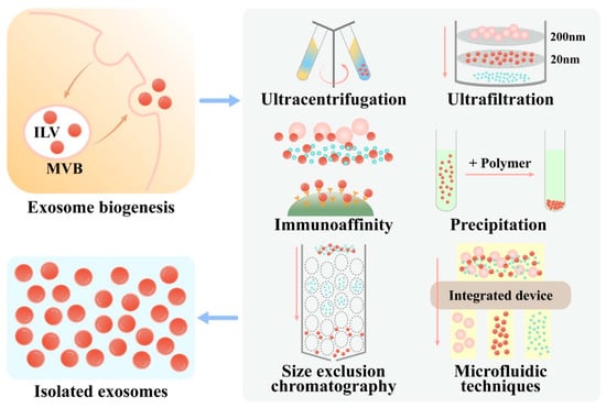 Membranes | Free Full-Text | Engineering of MSC-Derived Exosomes