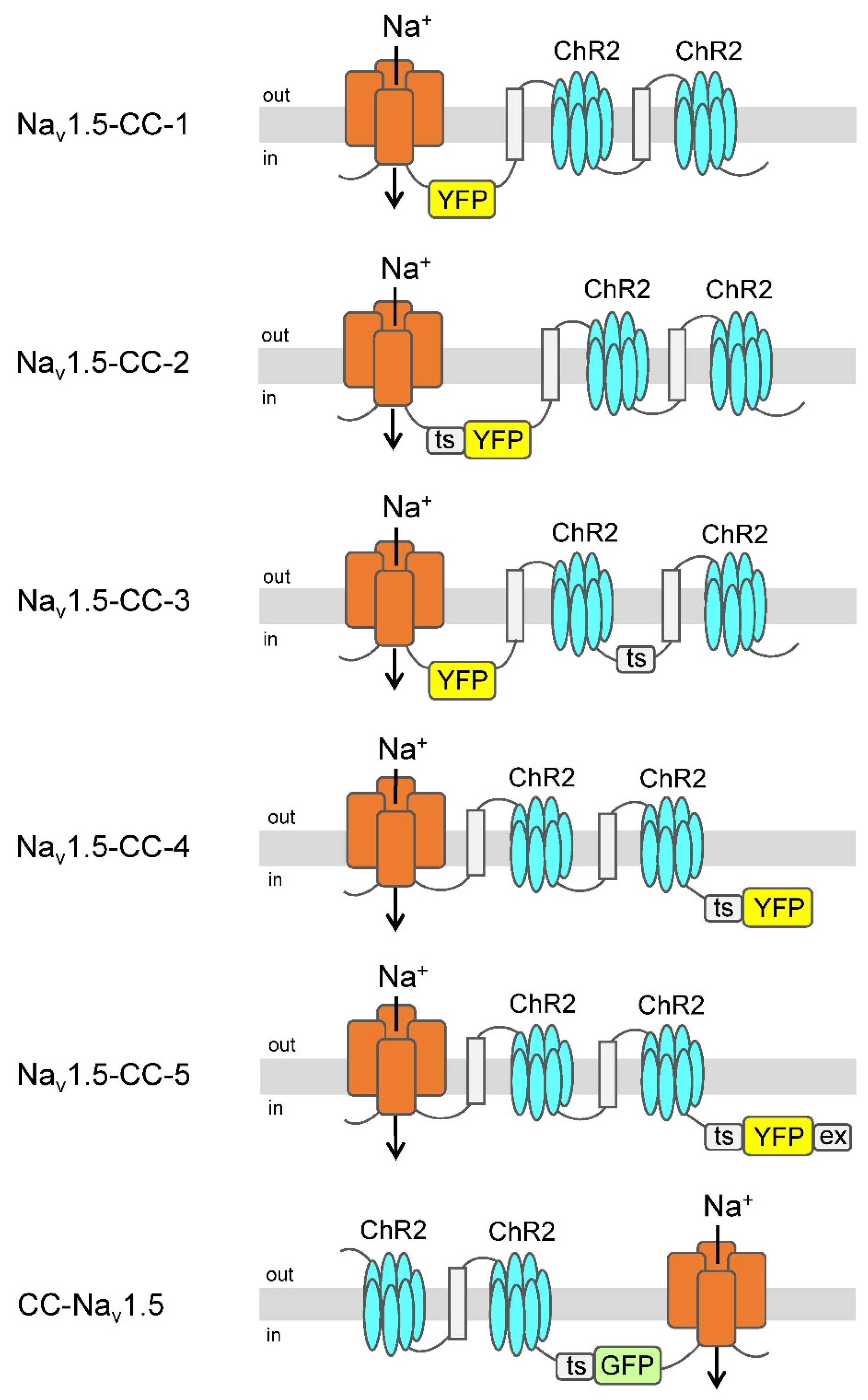 Membranes | Free Full-Text | Coupling the Cardiac Voltage-Gated Sodium  Channel to Channelrhodopsin-2 Generates Novel Optical Switches for Action  Potential Studies