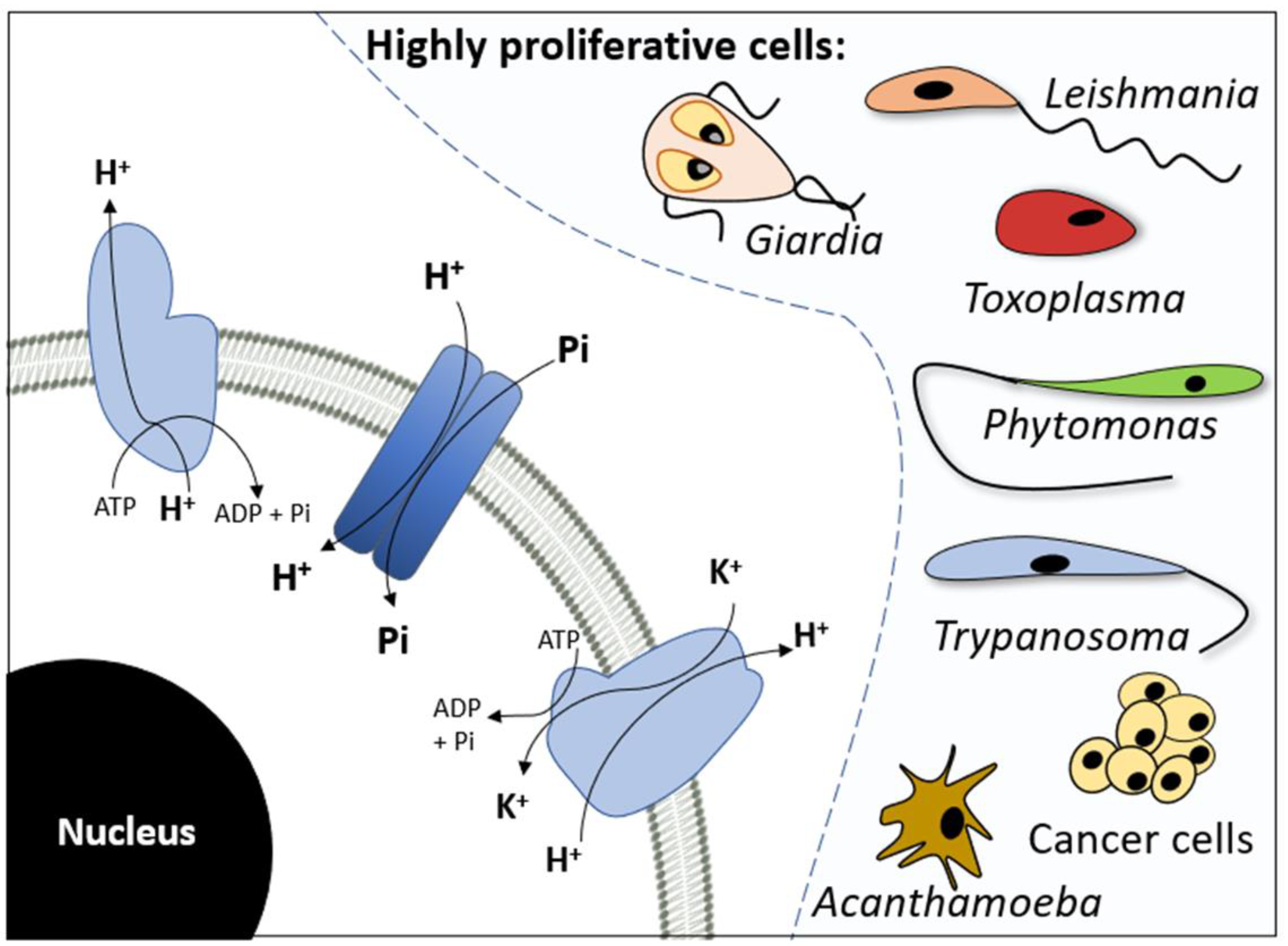 Membranes | Free Full-Text | The Role of Inorganic Phosphate Transporters  in Highly Proliferative Cells: From Protozoan Parasites to Cancer Cells