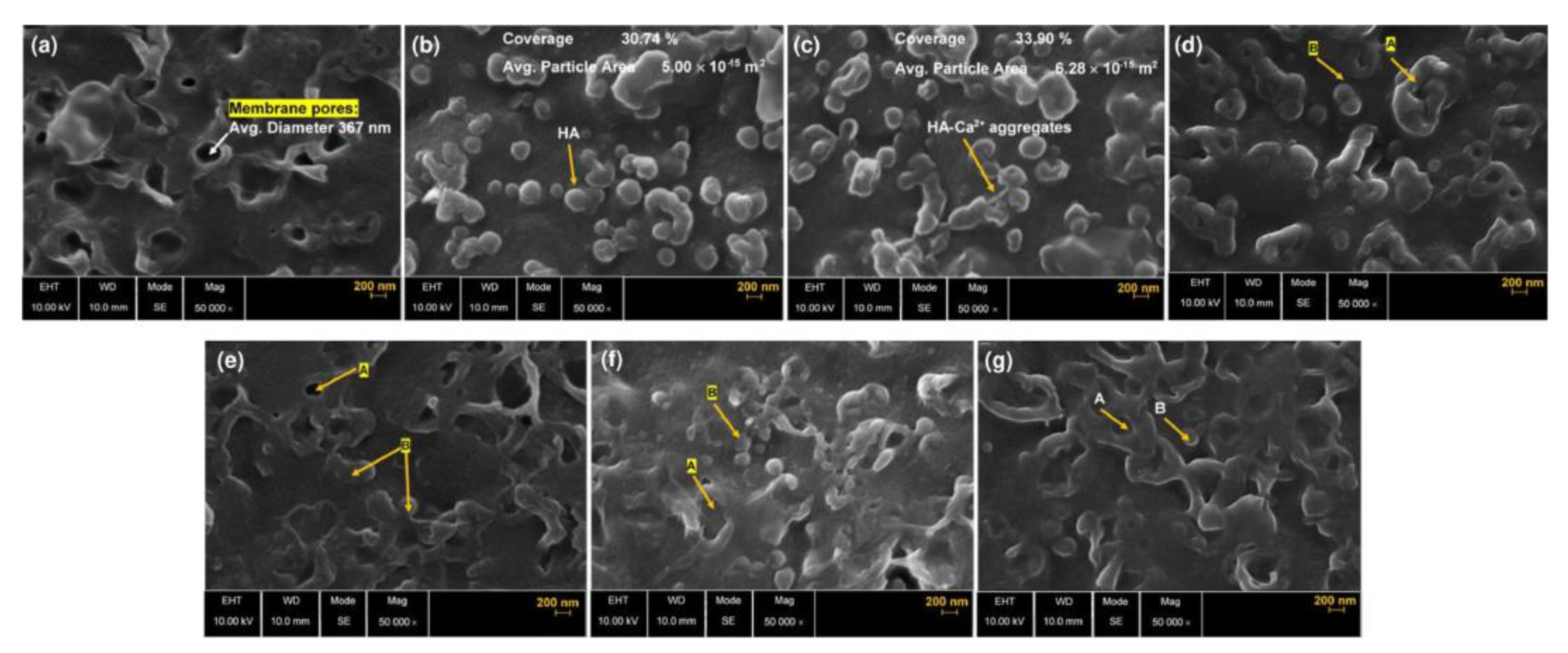 Membranes 13 00052 g004 Membranes 13 00052 g004