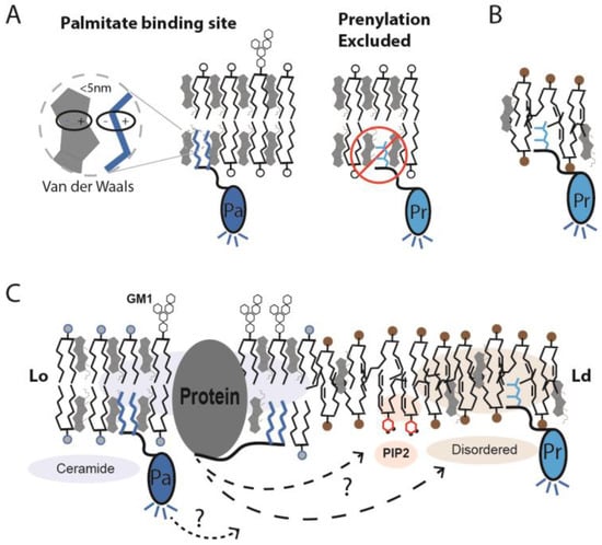 Design principles of PI(4,5)P2 clustering under protein-free conditions:  Specific cation effects and calcium-potassium synergy