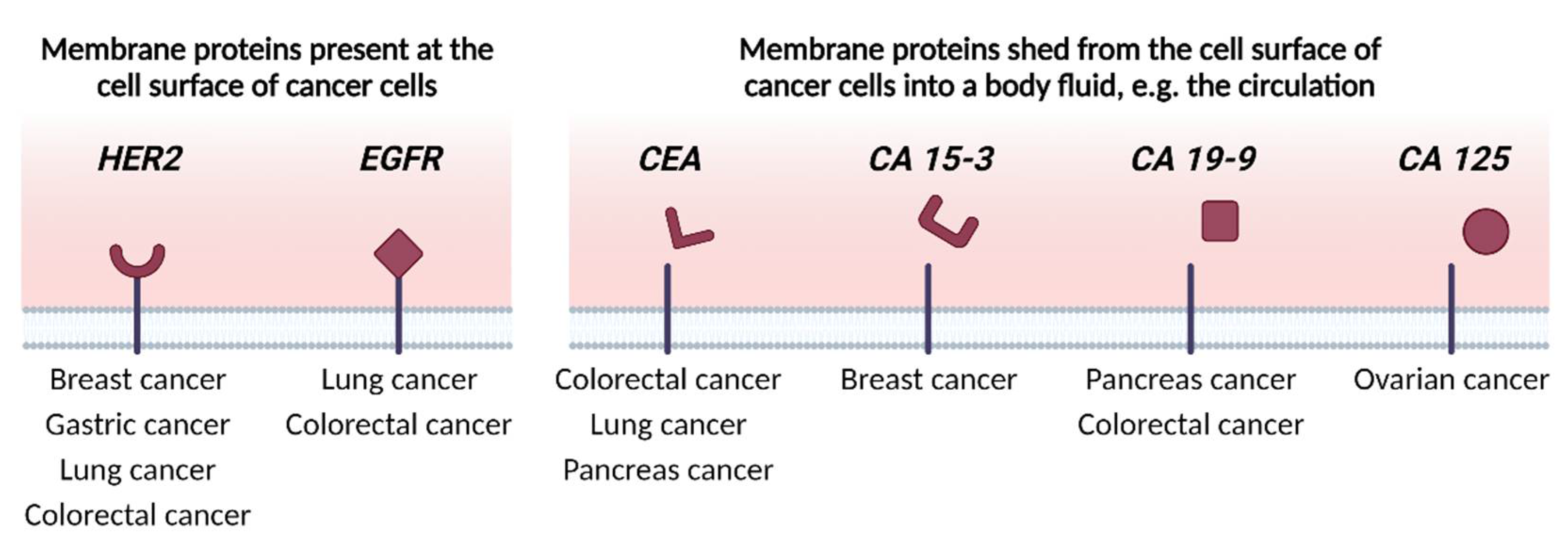 Membranes 13 00409 g004