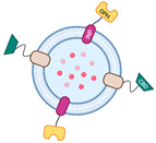 Membranes 13 00459 i004 Membranes 13 00459 i004