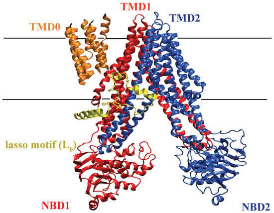 Membranes | Free Full-Text | The Alternating Access Mechanism in