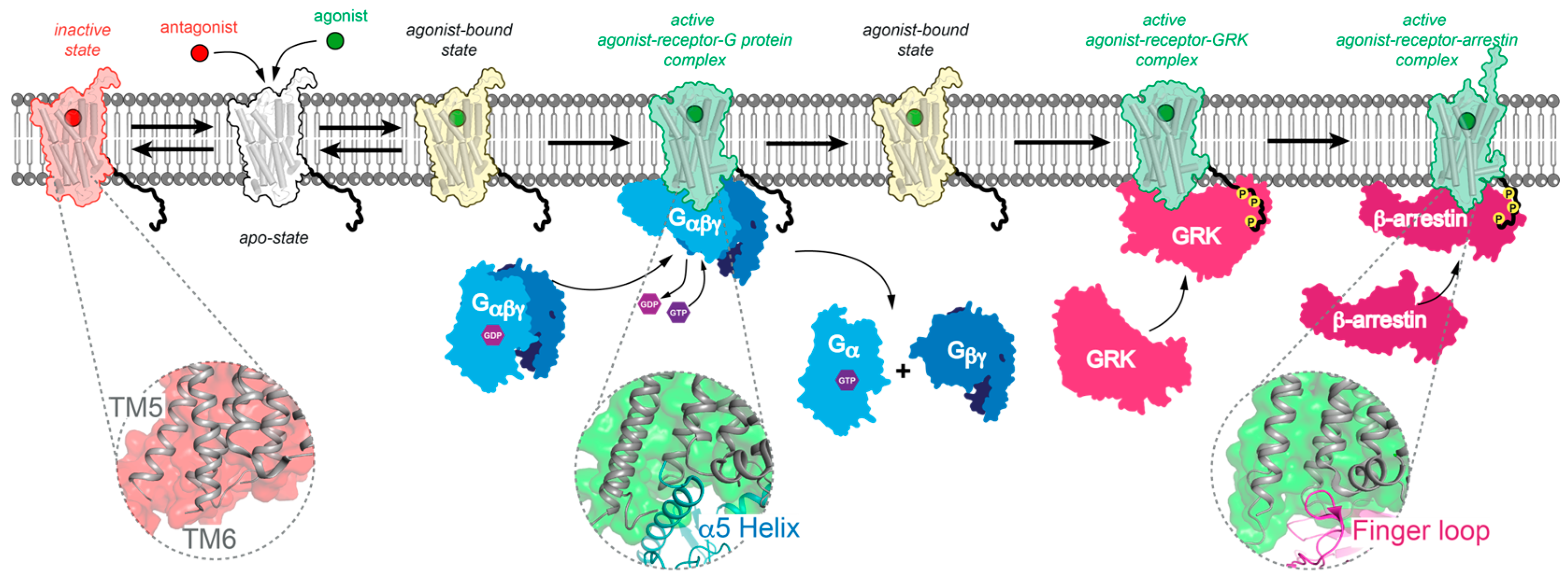 Membranes | Free Full-Text | Bringing GPCR Structural Biology to
