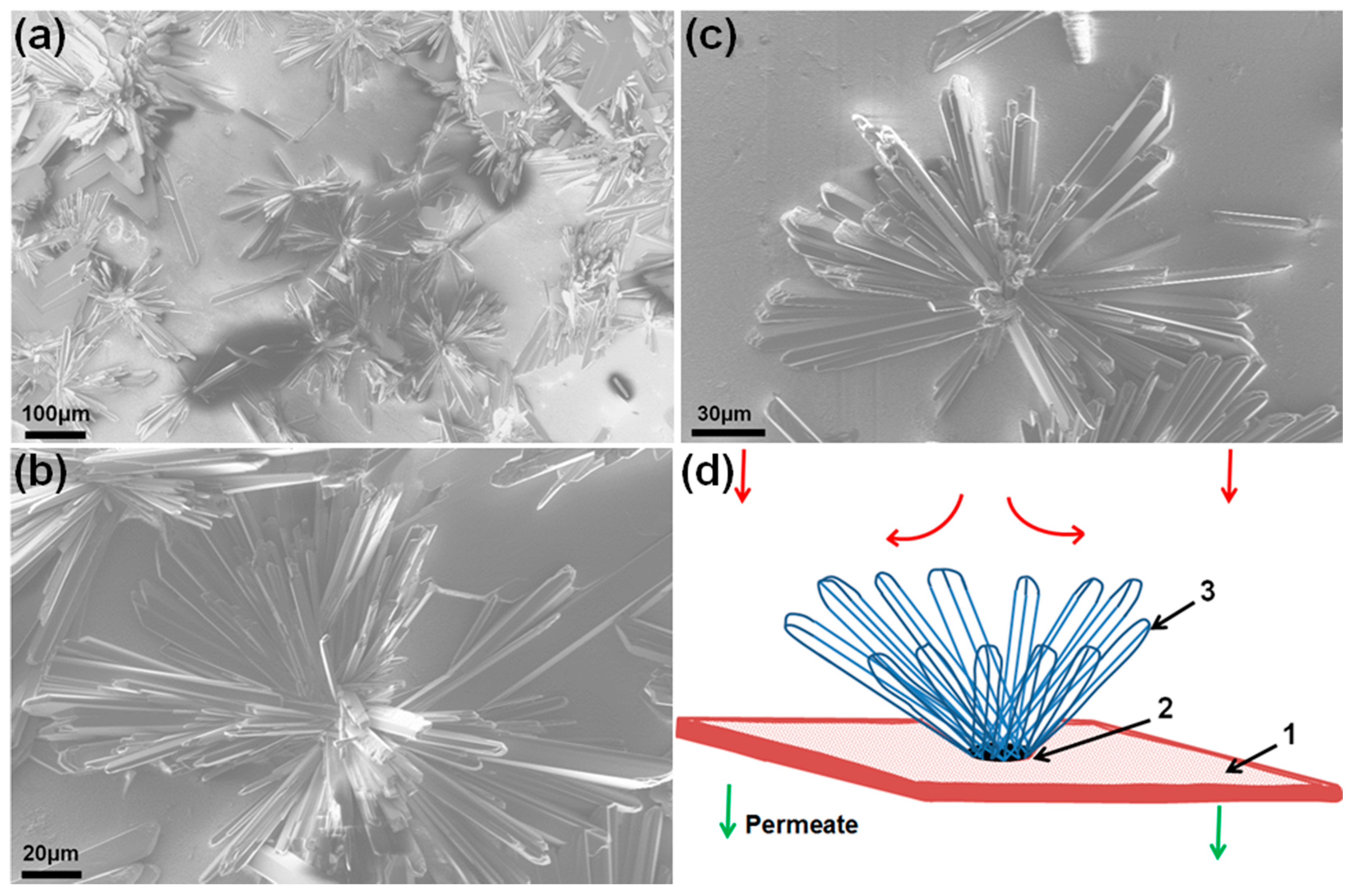 Membranes 13 00641 g010