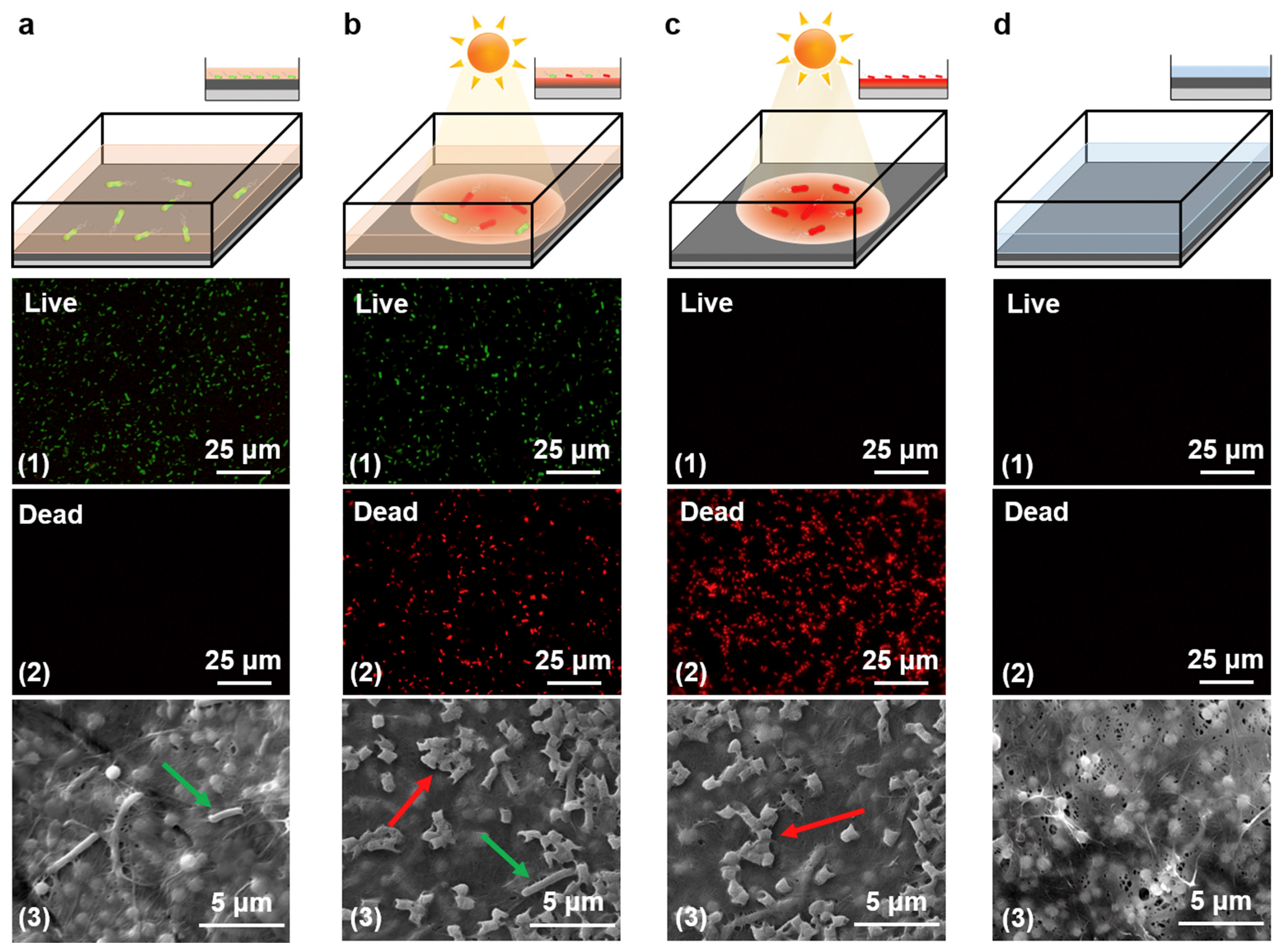 Membranes 13 00694 g003