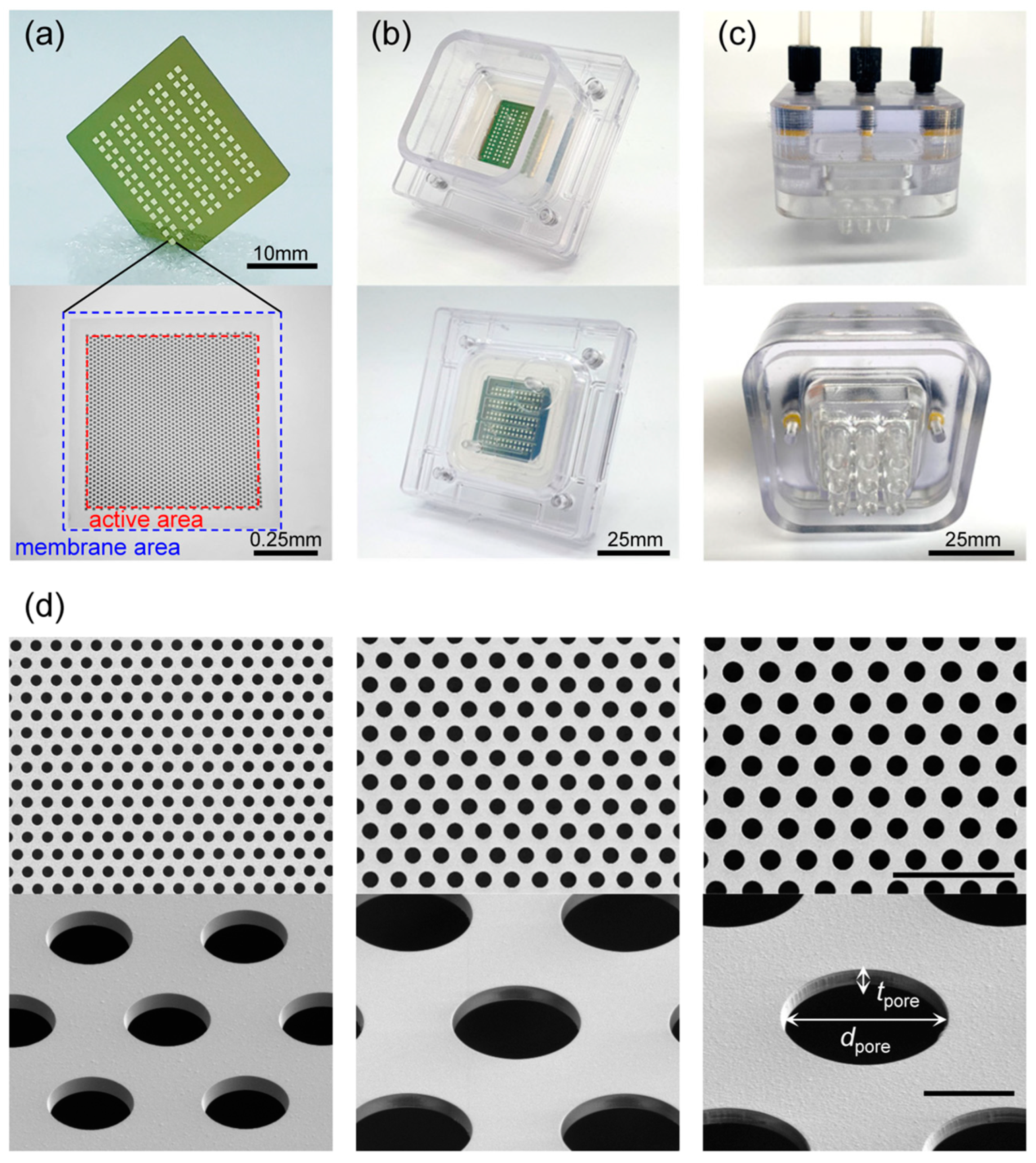Membranes 13 00707 g002