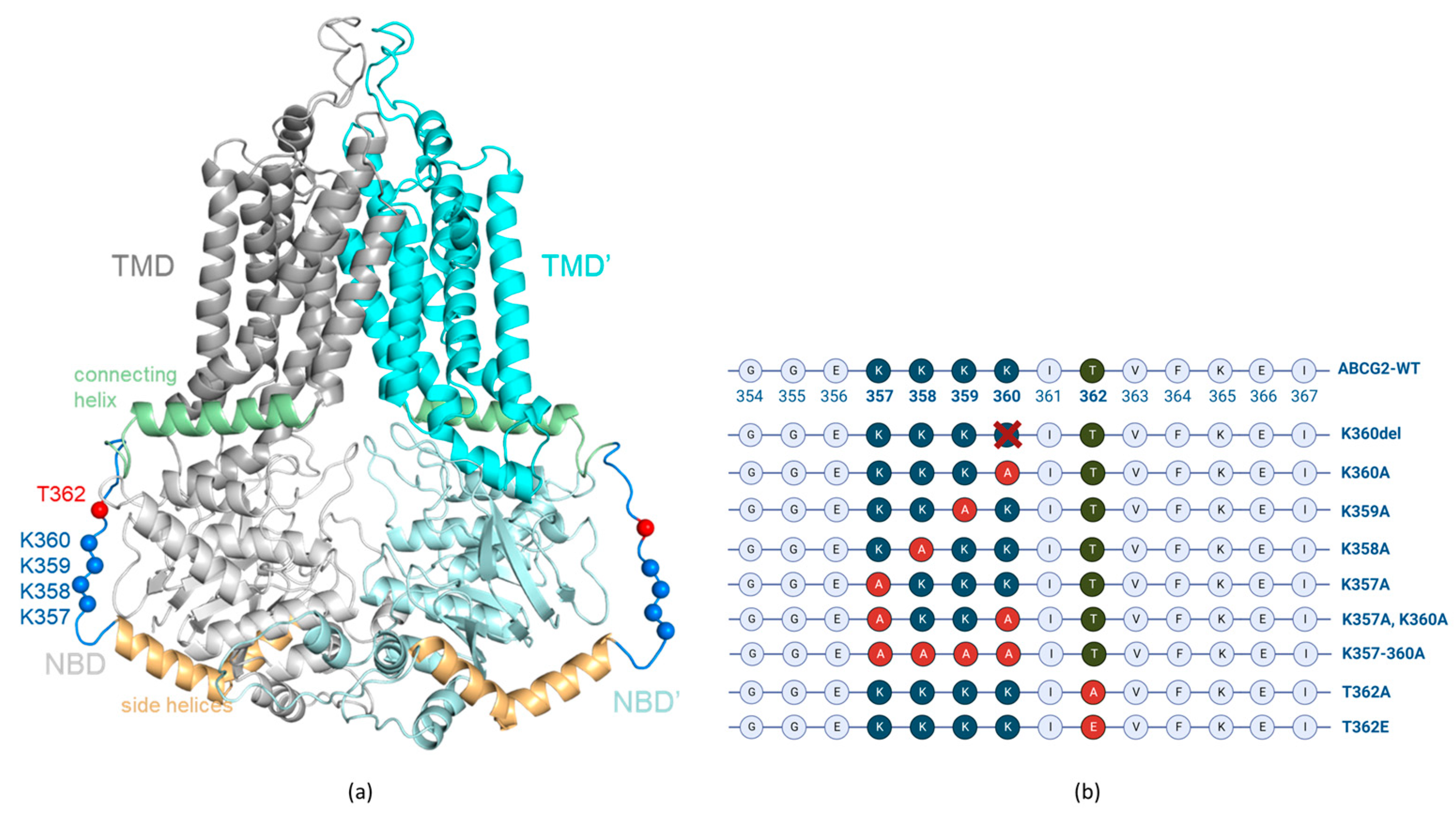 Membranes | Free Full-Text | Expression, Function and Trafficking