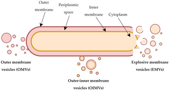 Membranes | Free Full-Text | Latest Update On Outer Membrane Vesicles ...