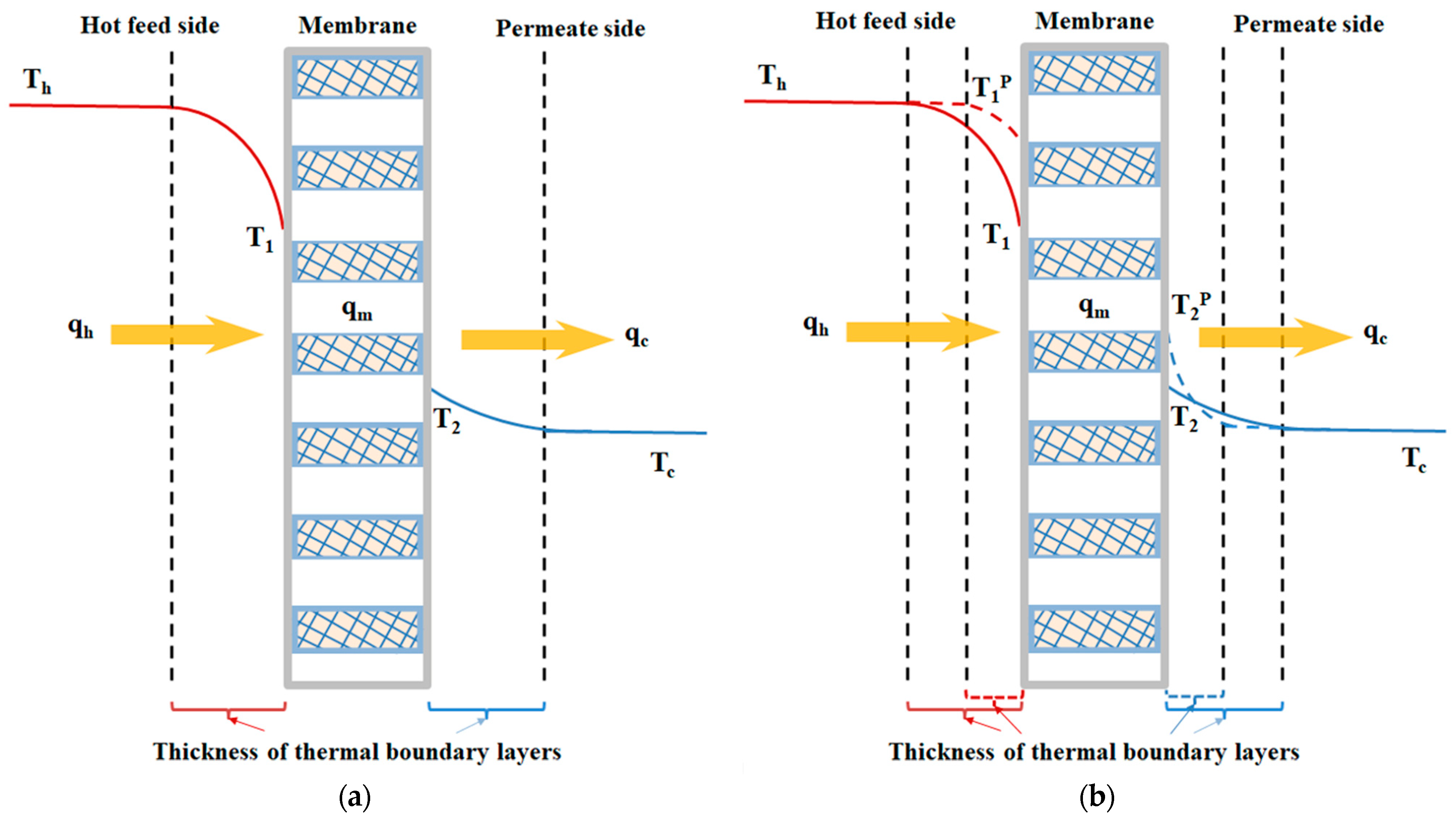 Membranes 14 00098 g005
