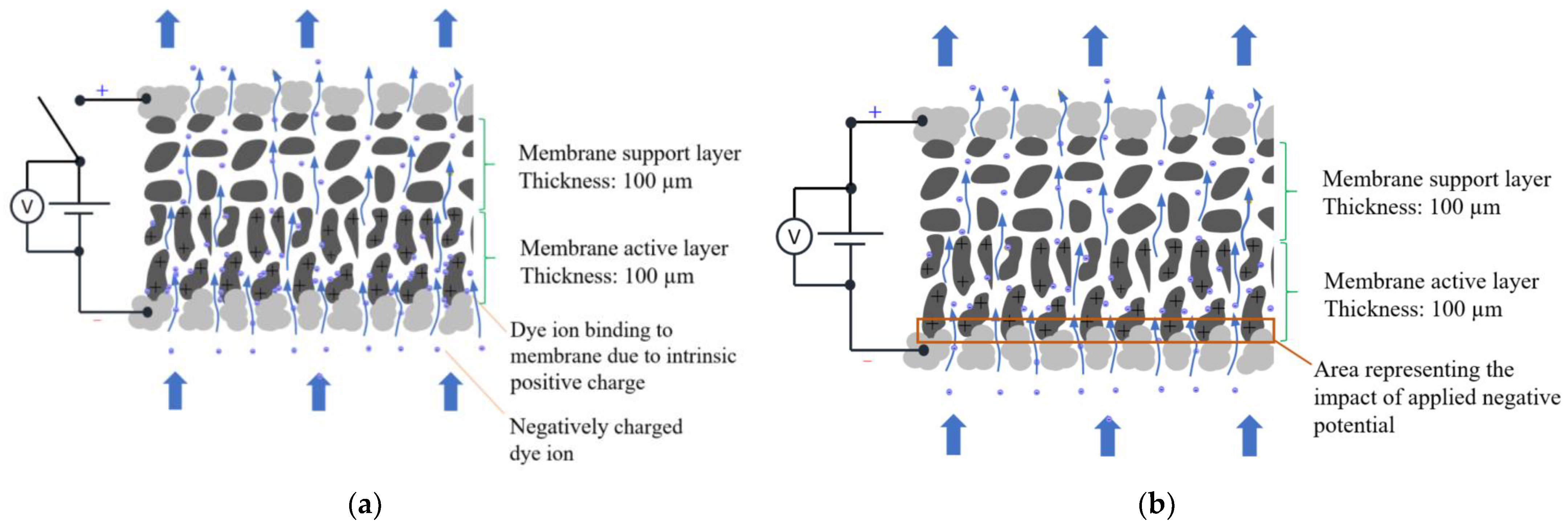 Membranes 14 00175 g007