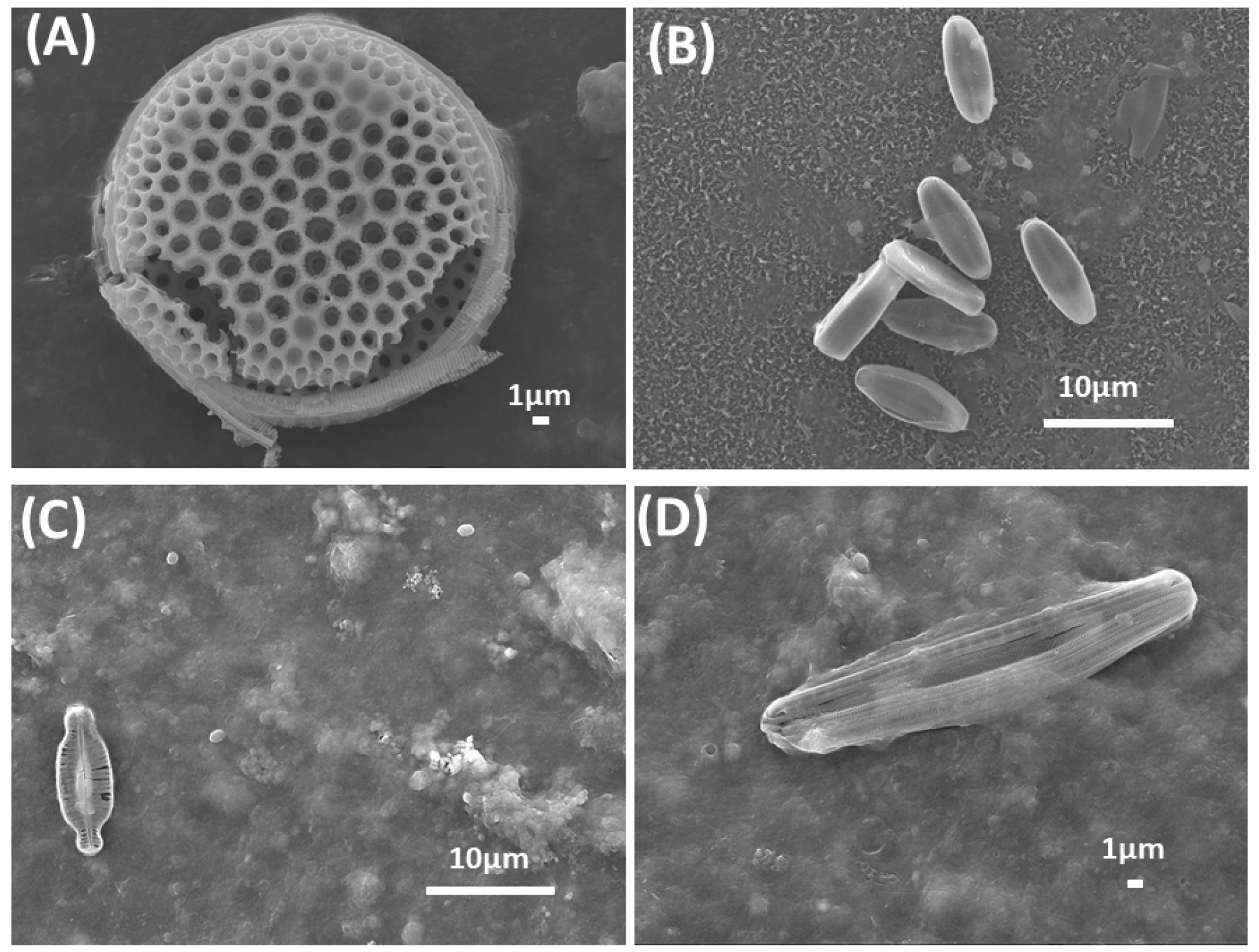 Membranes 14 00204 g002