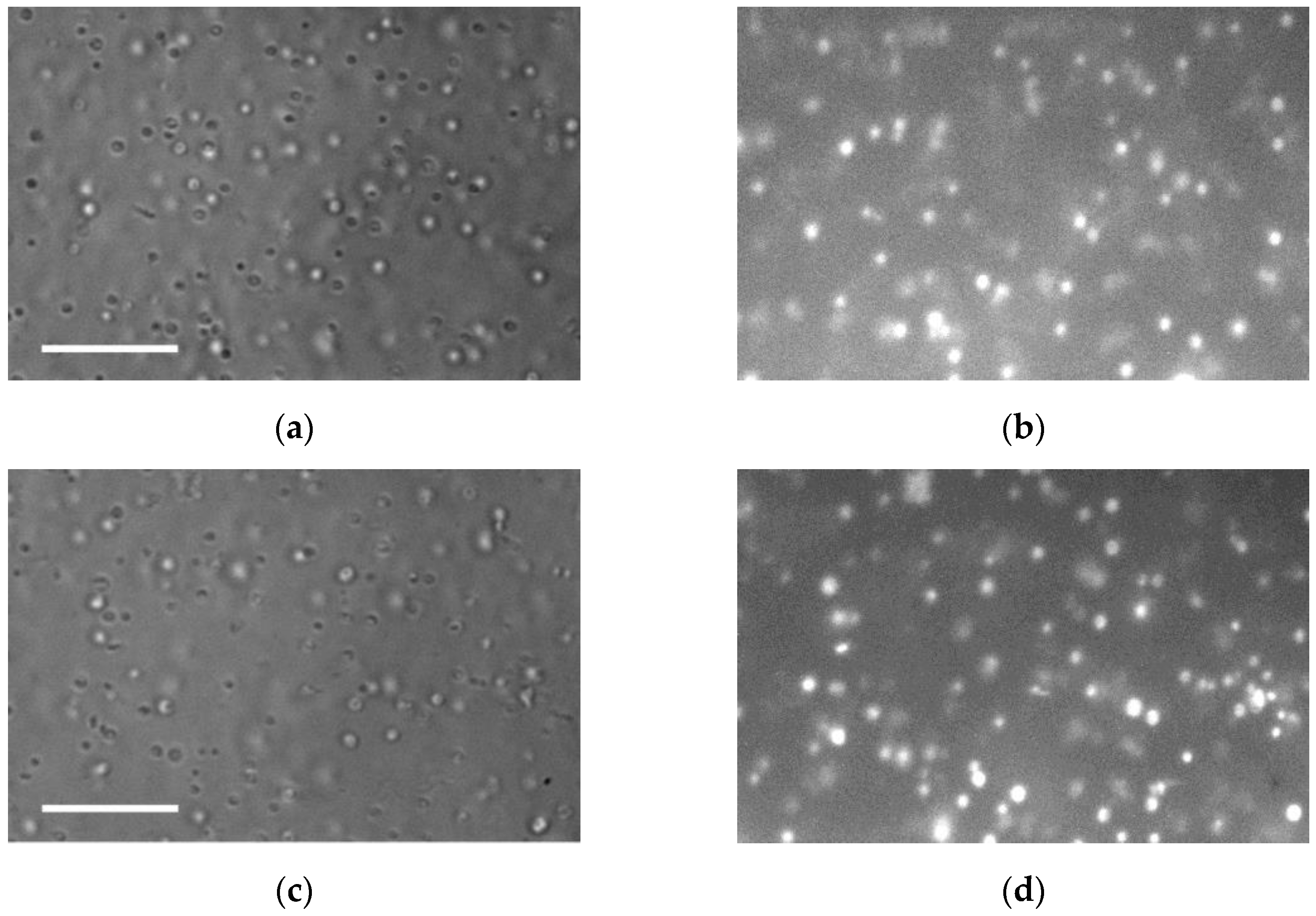 Membranes 15 00302 g003 Membranes 15 00302 g003