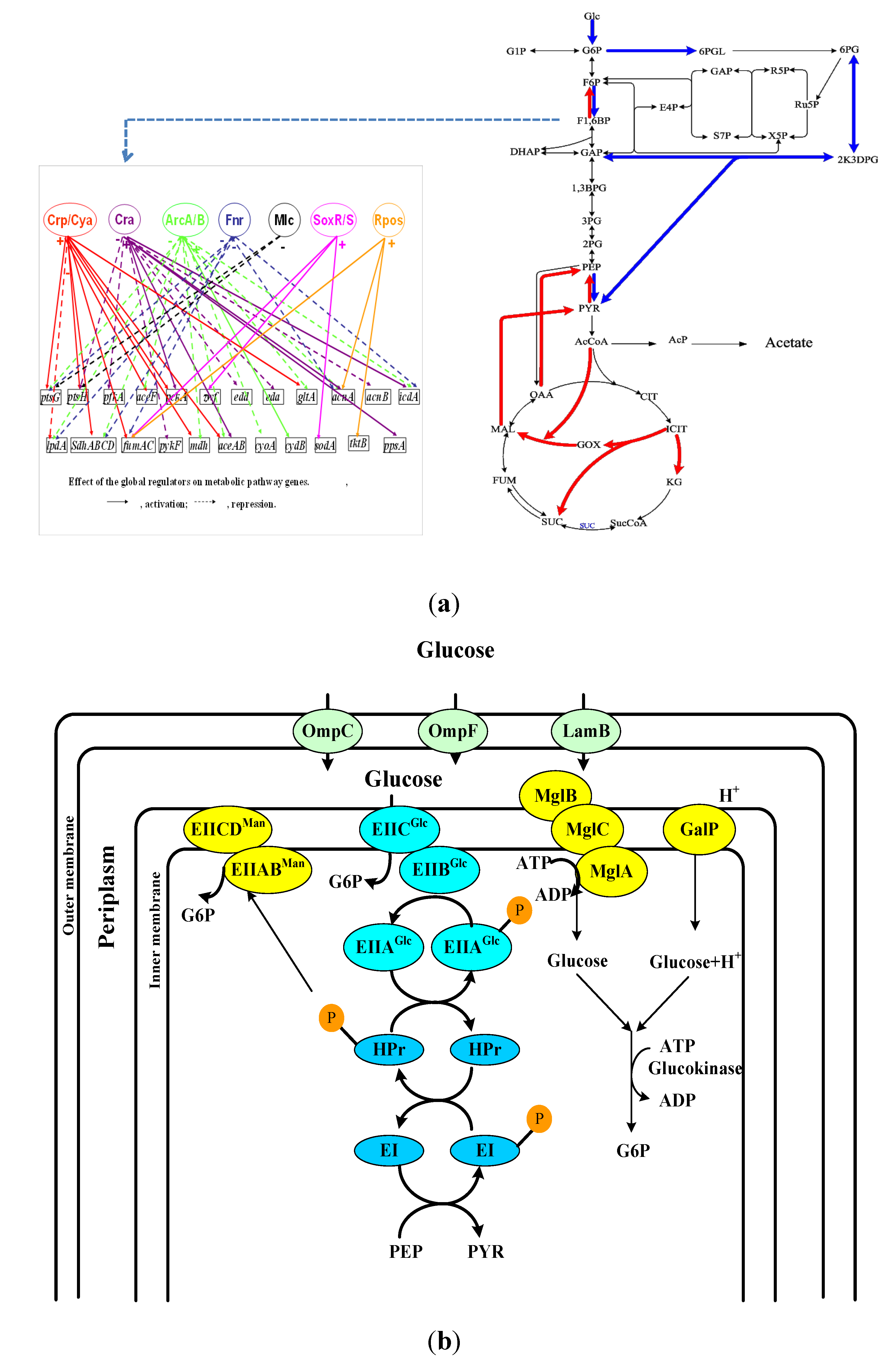 ygaU protein (Escherichia coli CFT073) - STRING interaction network