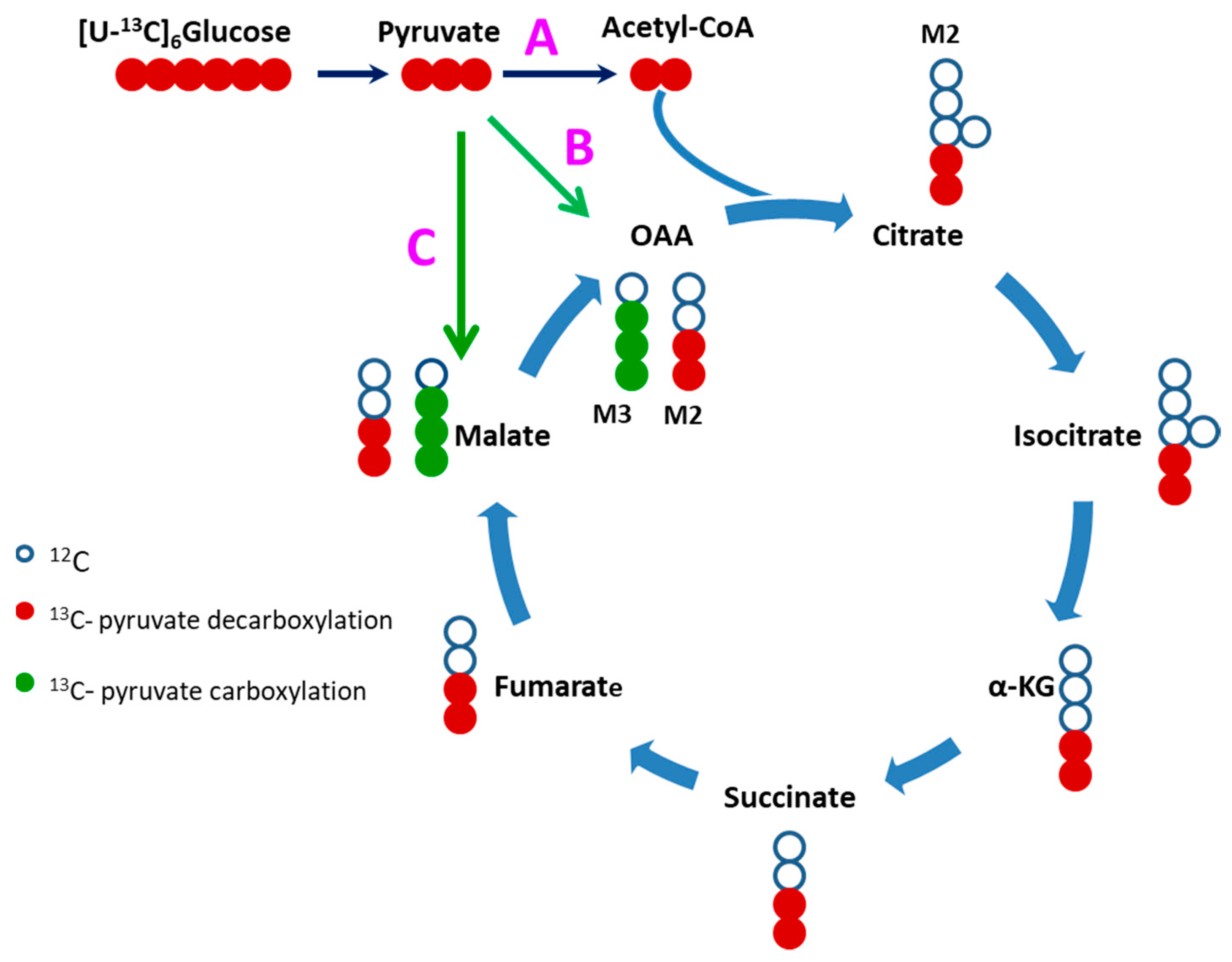 Metabolites 09 00306 g004