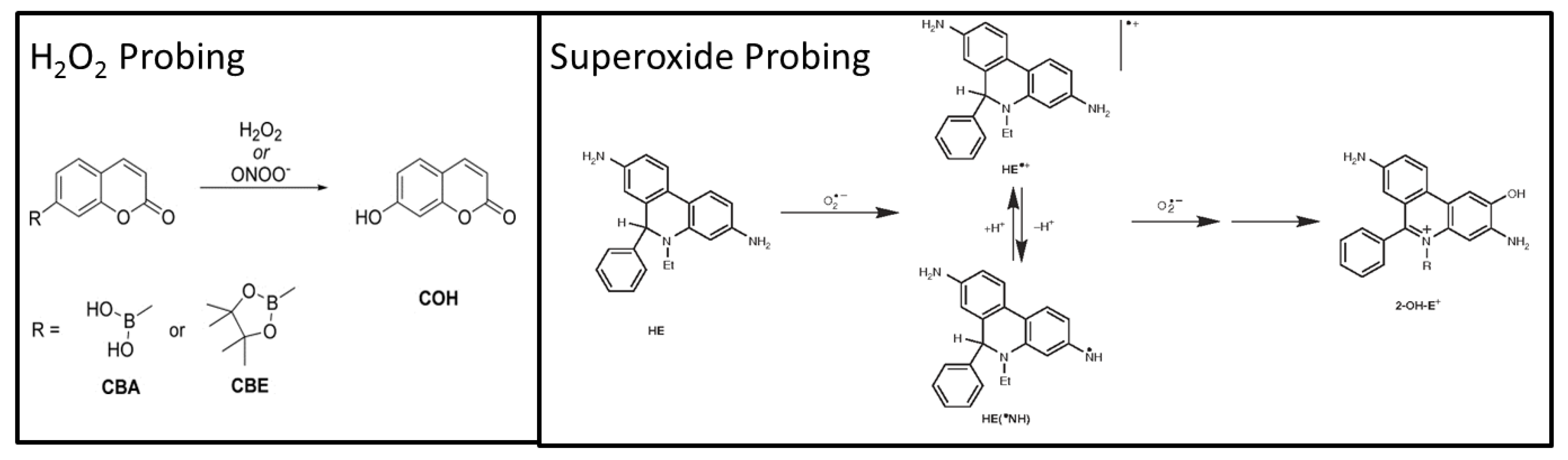 Metabolites 10 00175 g001
