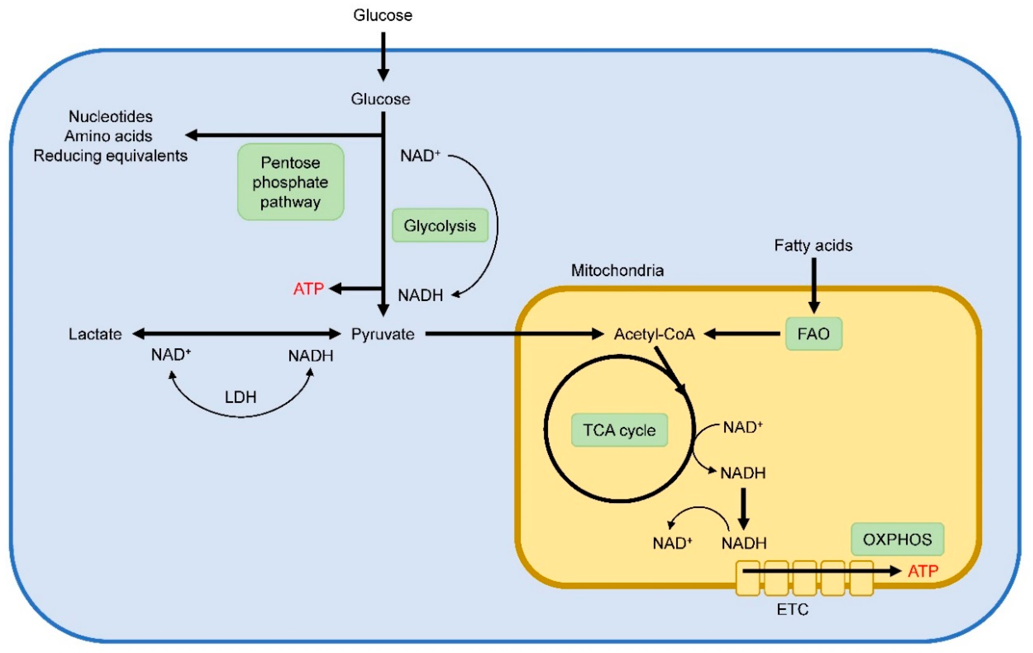 Metabolites 10 00279 g001