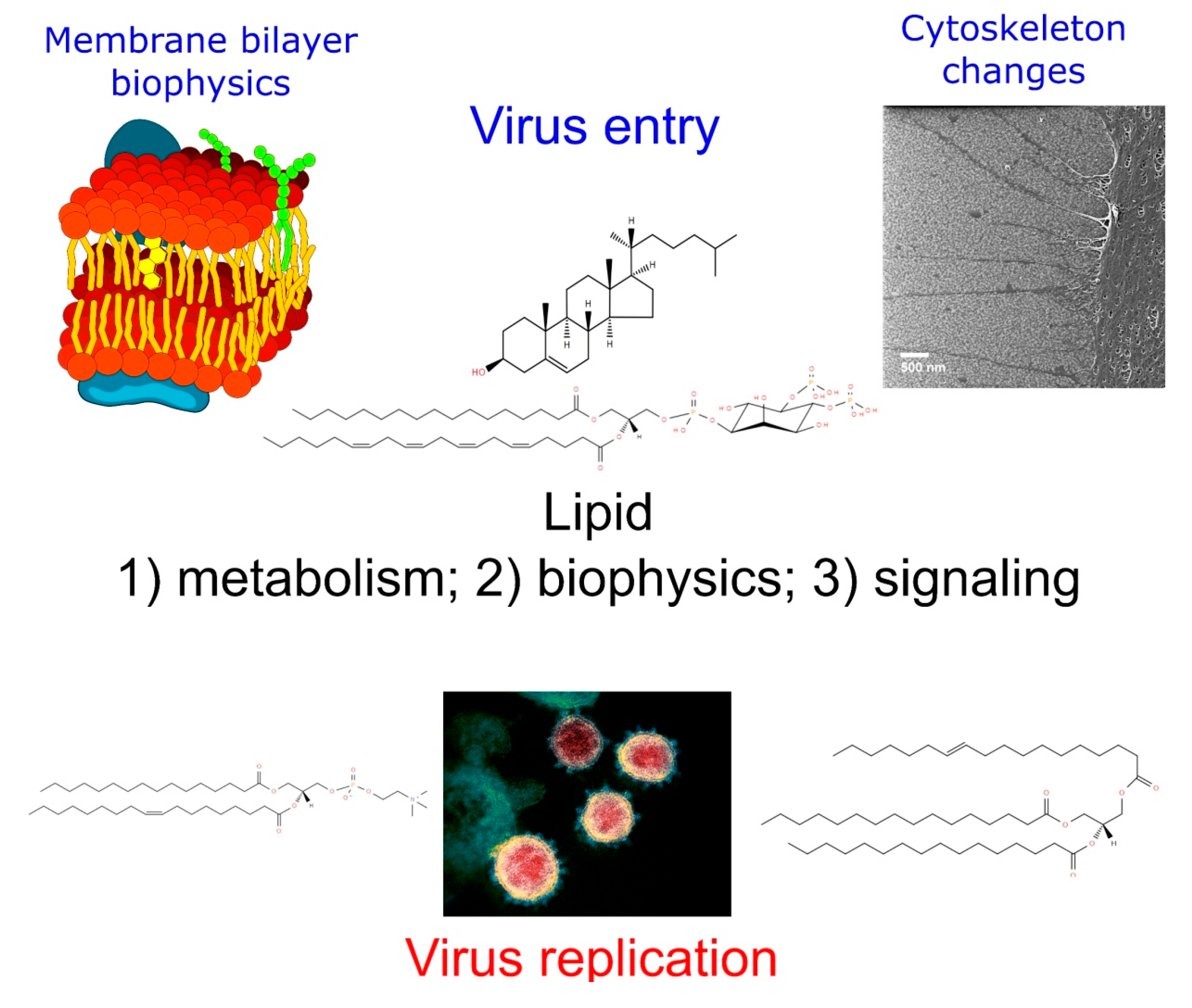 Metabolites | Free Full-Text | Lipidomics Issues on Human Positive ssRNA  Virus Infection: An Update