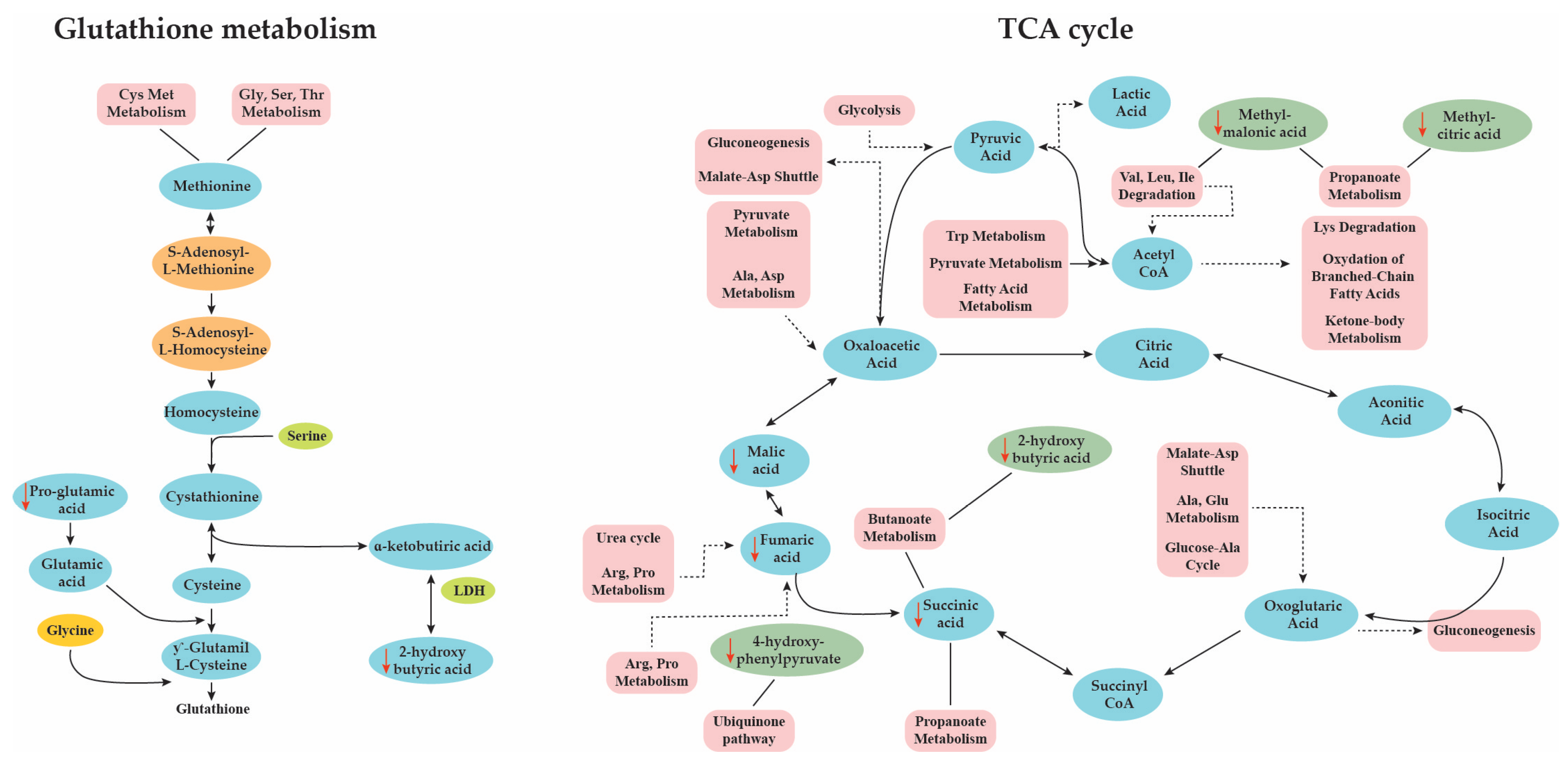 Metabolites 10 00502 g007