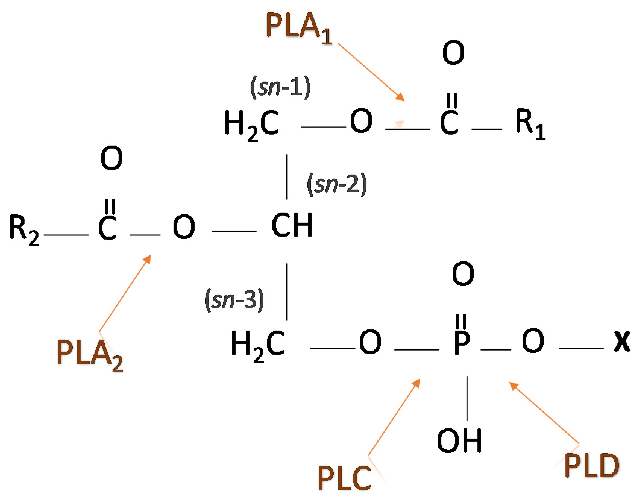 Metabolites 11 00032 g002 Metabolites 11 00032 g002