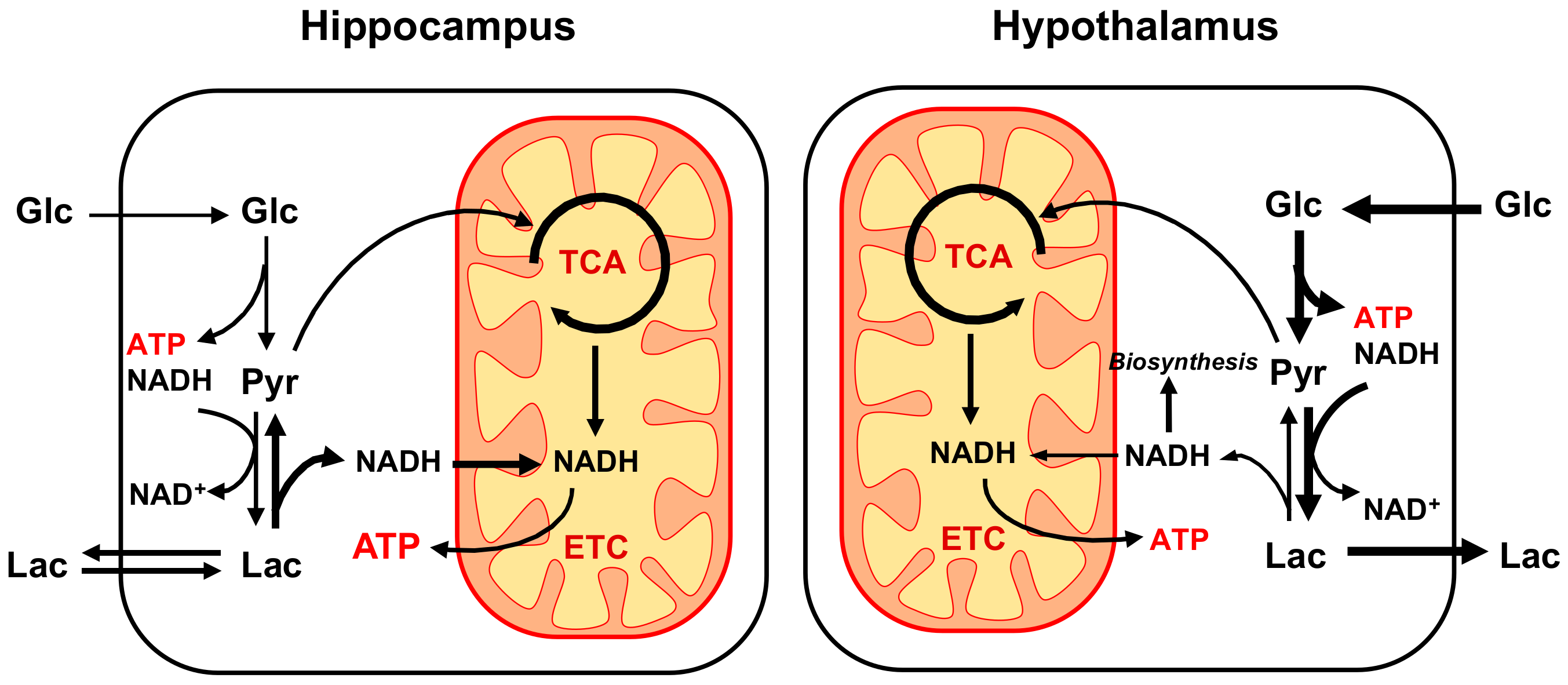 Metabolites 11 00050 g005 Metabolites 11 00050 g005