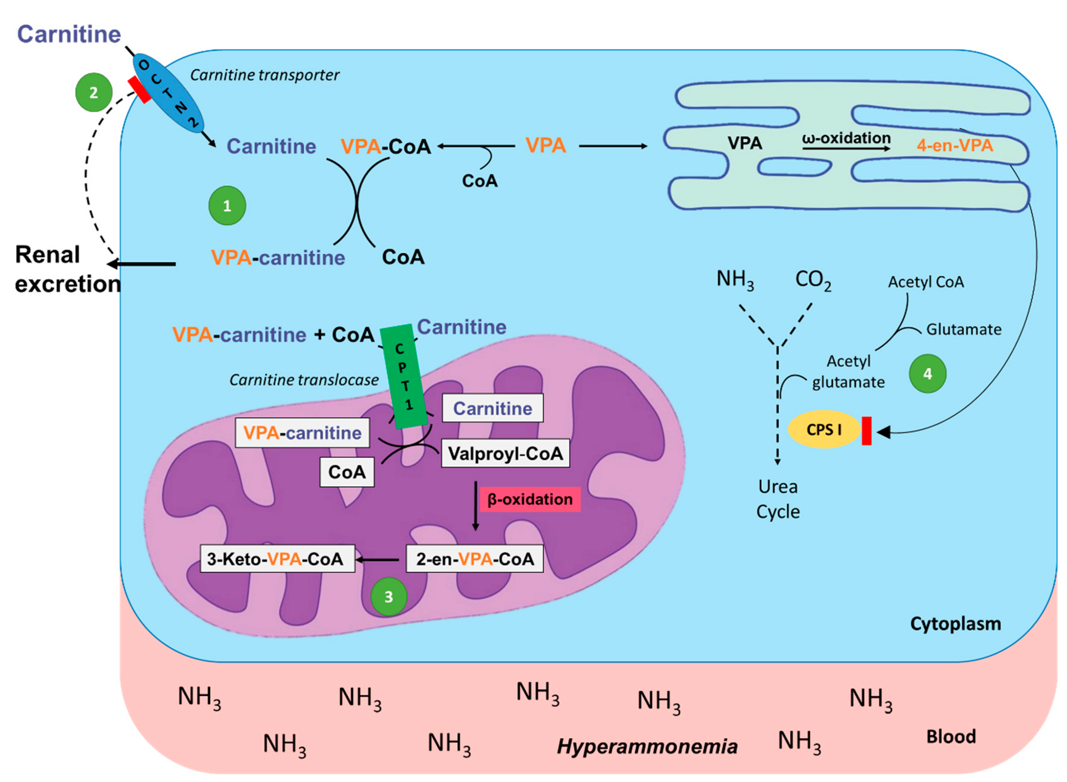 Metabolites 11 00051 g002 Metabolites 11 00051 g002