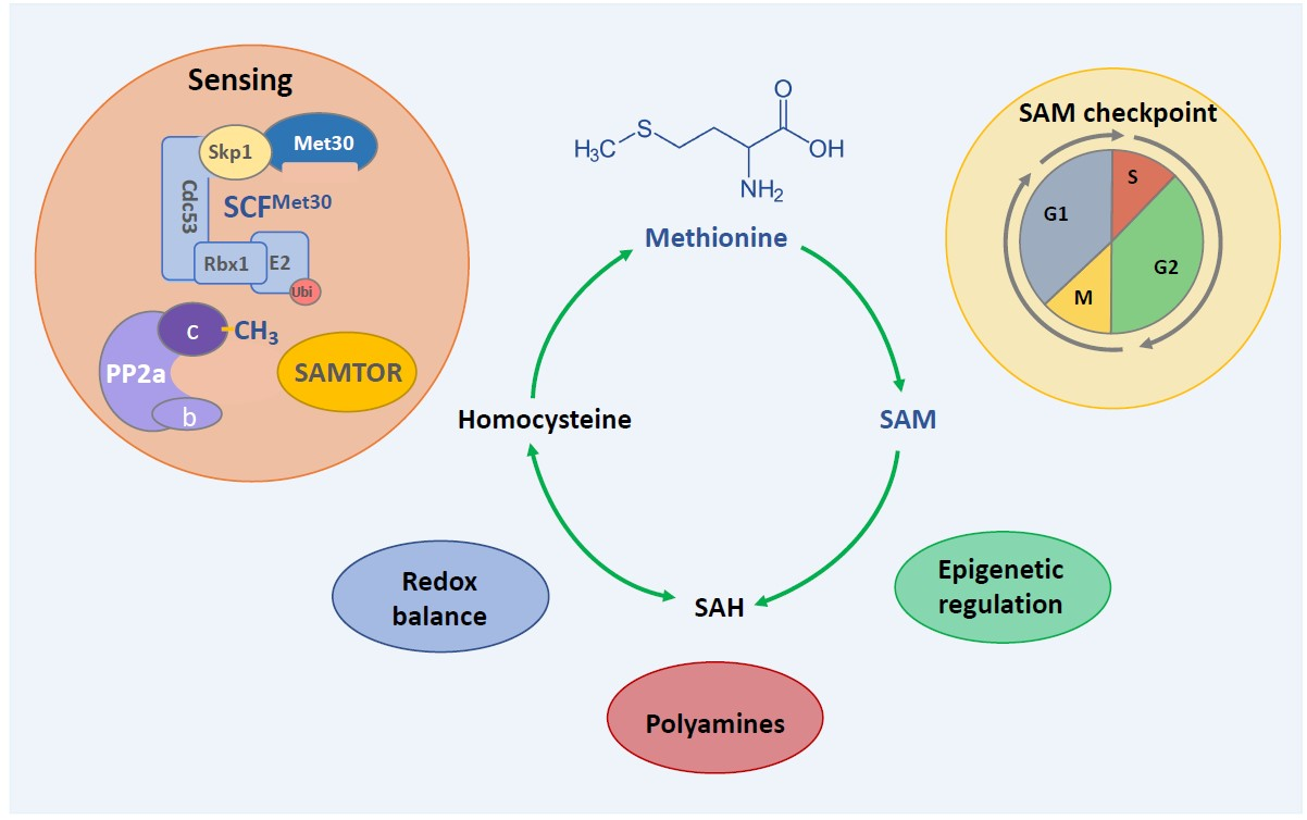 Metabolites | Free Full-Text | Sensing and Signaling of Methionine ...