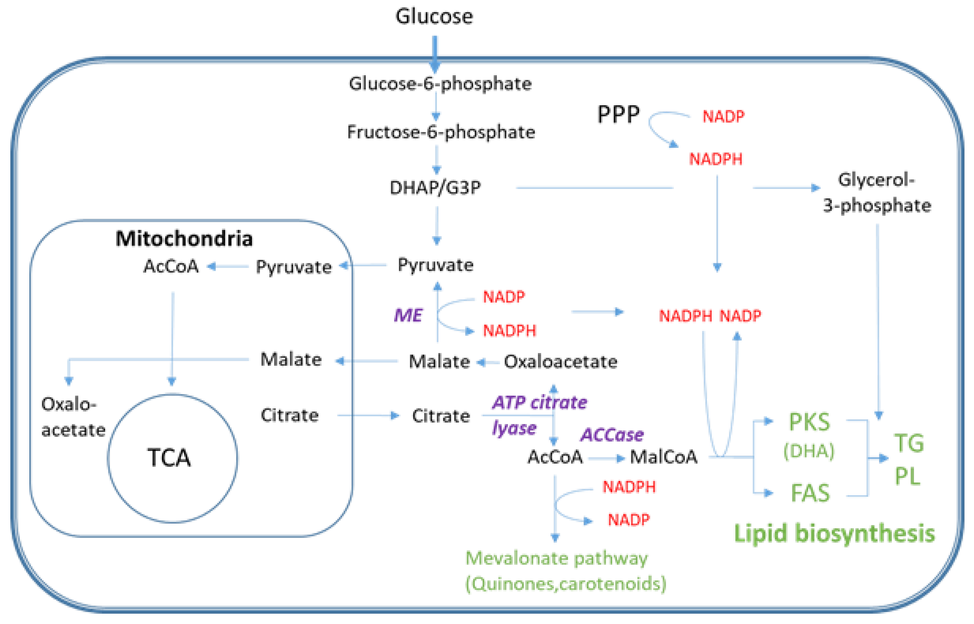 Metabolites 11 00135 g001 Metabolites 11 00135 g001