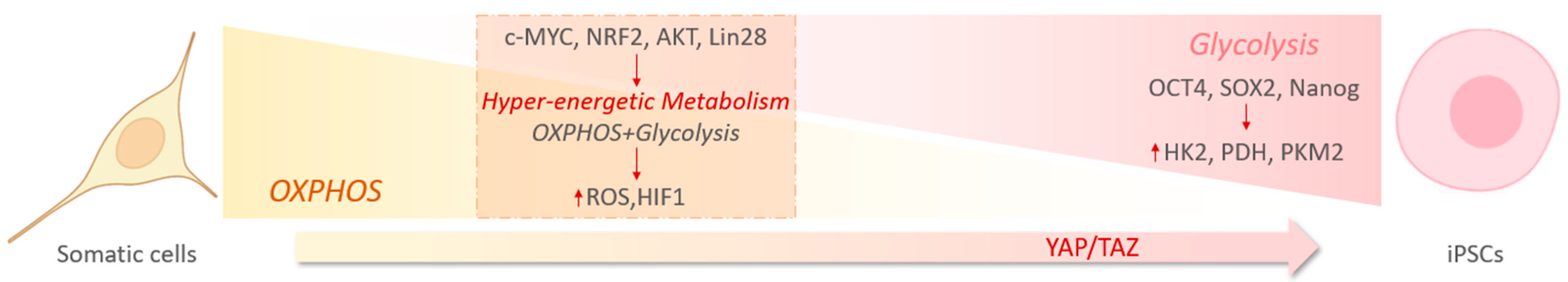 Metabolites 11 00154 g003 Metabolites 11 00154 g003