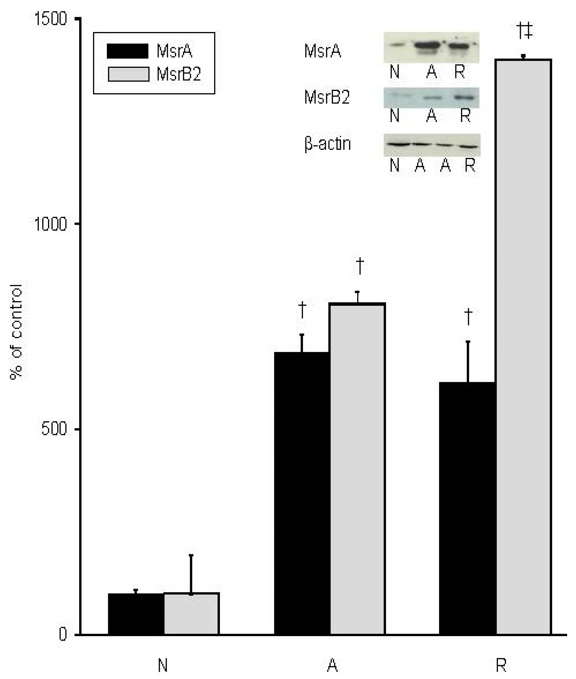 Metabolites Free Full Text Differential Responses Of Methionine Sulfoxide Reductases A And B To Anoxia And Oxidative Stress In The Freshwater Turtle Trachemys Scripta Html