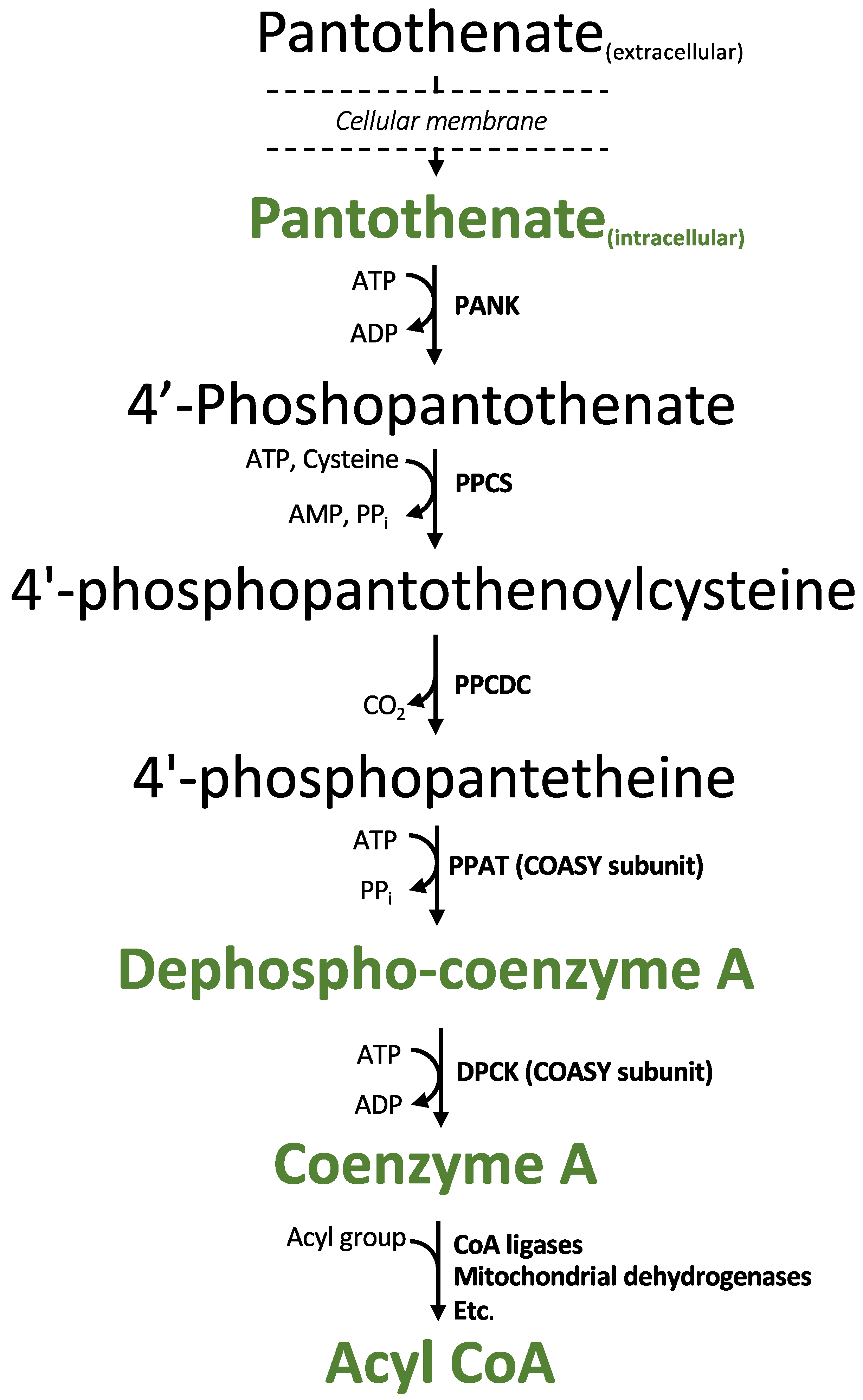 Metabolites 11 00468 g001