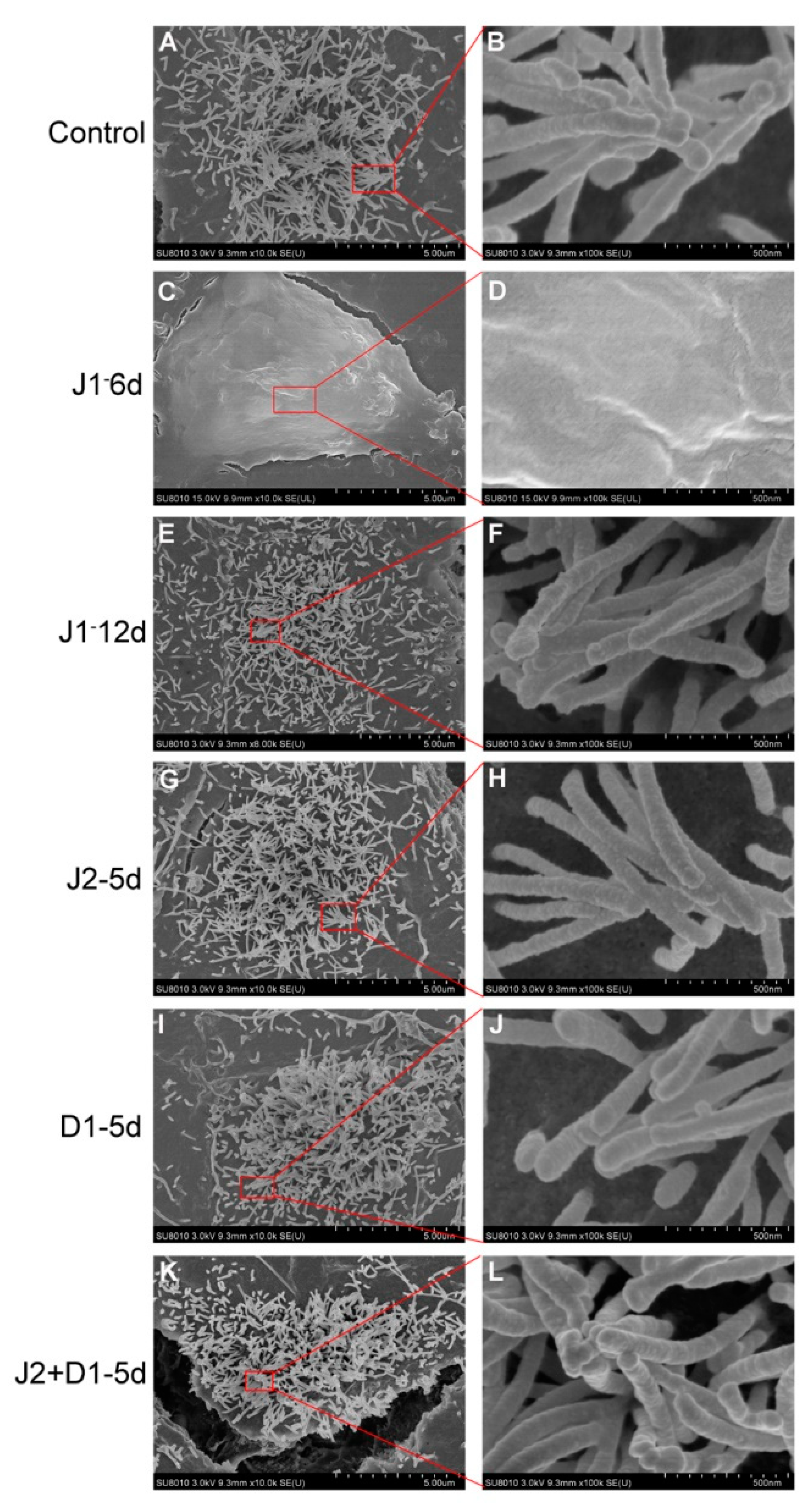 Metabolites 11 00873 g004 Metabolites 11 00873 g004