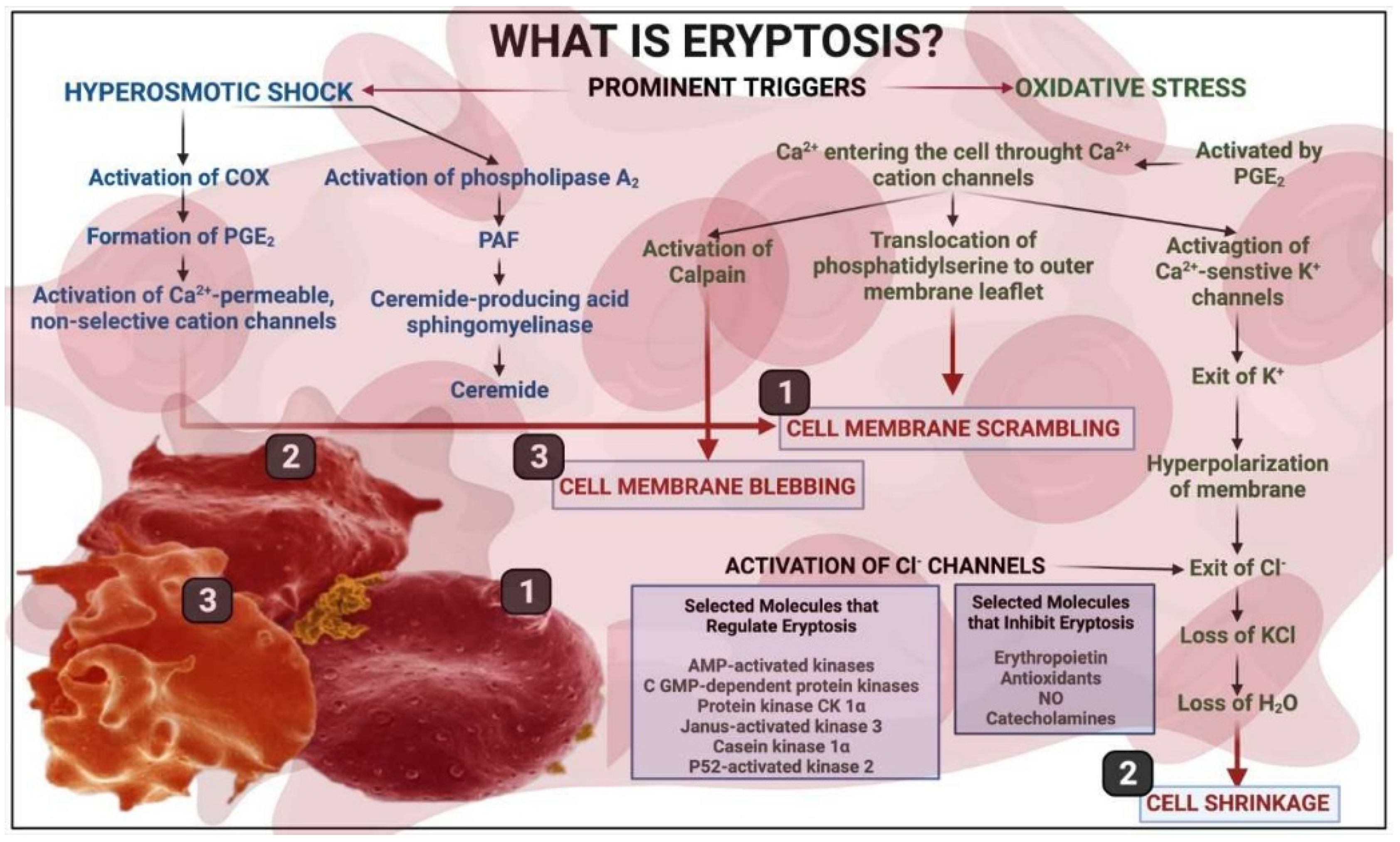Metabolites | Free Full-Text | Metabolic Influences Modulating Erythrocyte  Deformability and Eryptosis