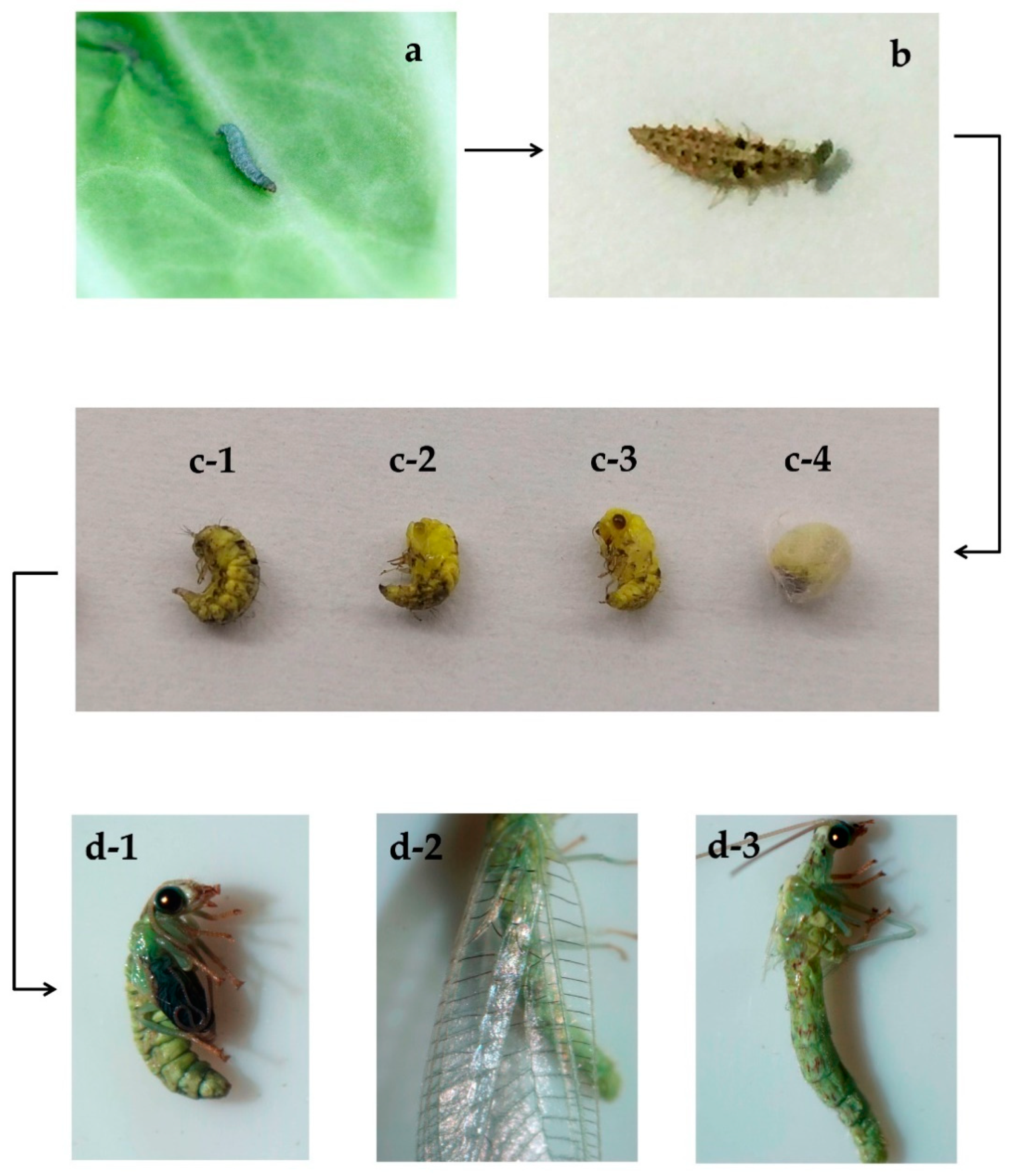 Metabolites 12 00158 g001
