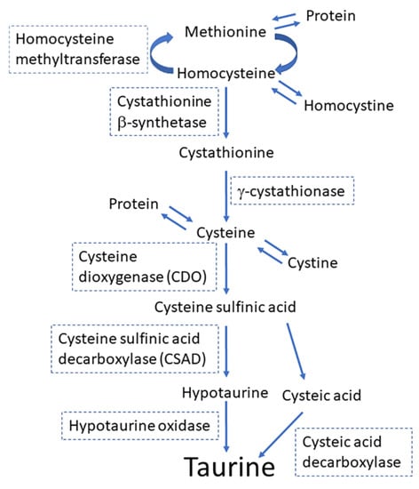 Metabolites | Free Full-Text | Taurine: A Maternally Derived Nutrient  Linking Mother and Offspring
