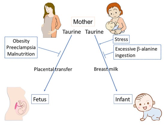 Metabolites | Free Full-Text | Taurine: A Maternally Derived