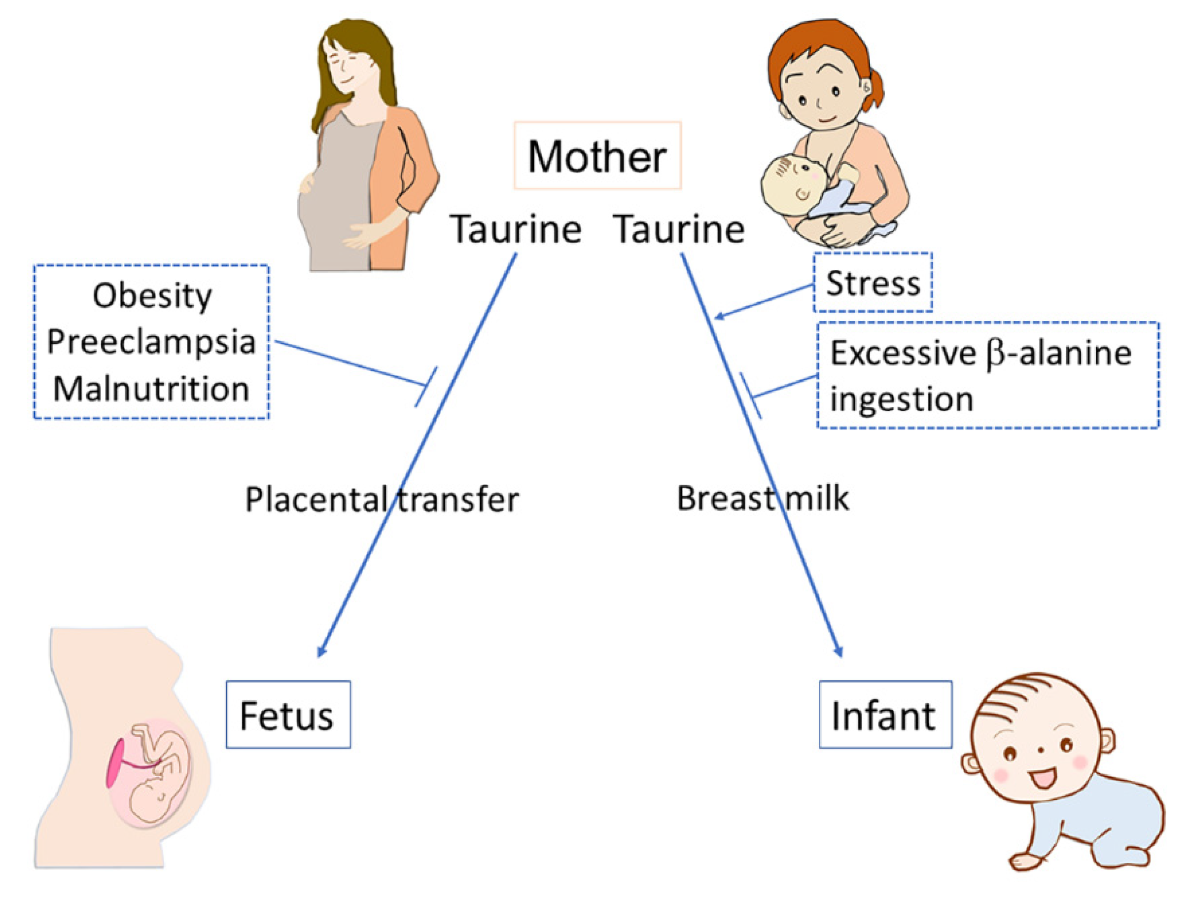 Metabolites | Free Full-Text | Taurine: A Maternally Derived