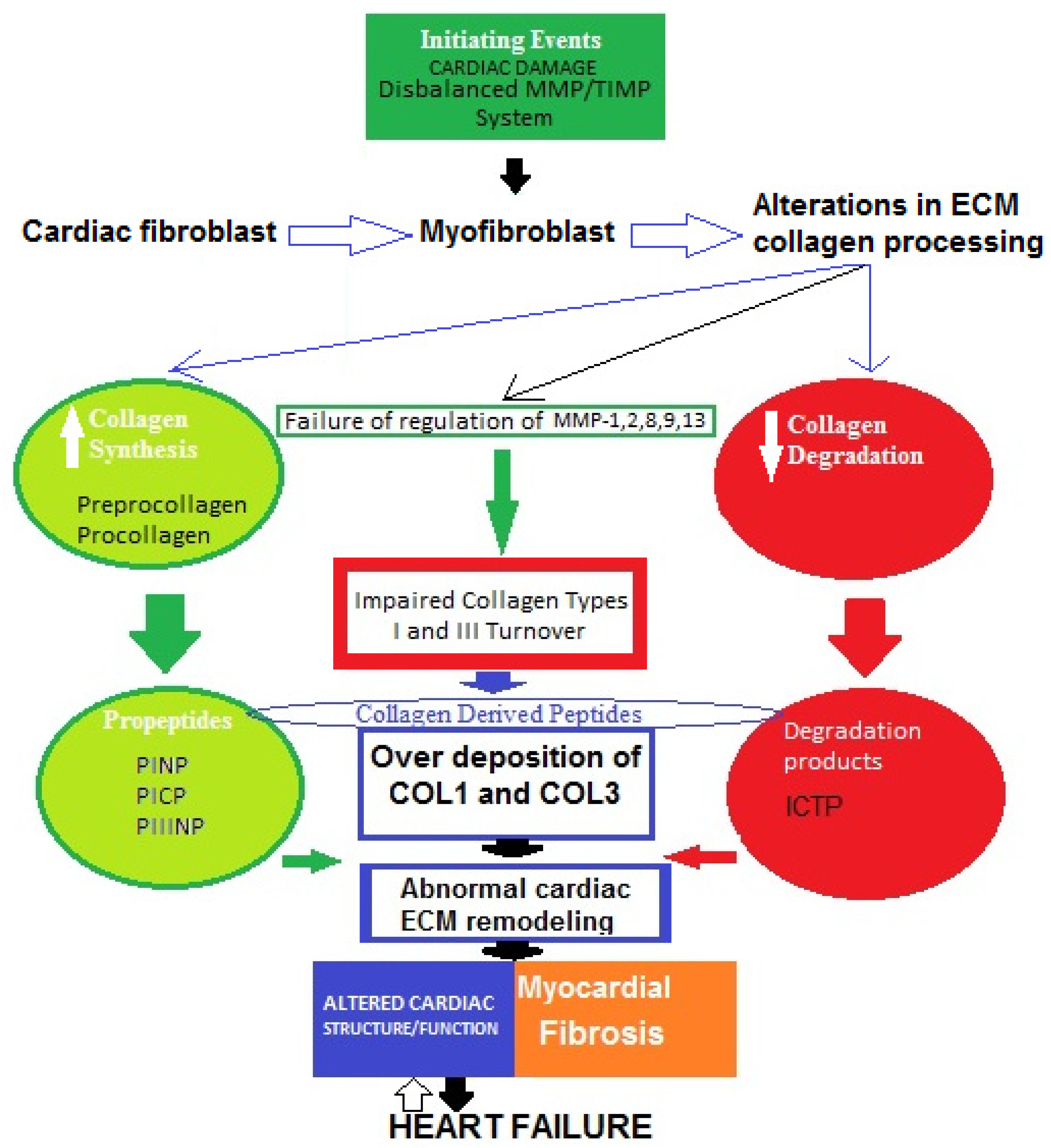Metabolites | Free Full-Text | Extracellular Matrix in Heart Disease: Focus  on Circulating Collagen Type I and III Derived Peptides as Biomarkers of  Myocardial Fibrosis and Their Potential in the Prognosis of