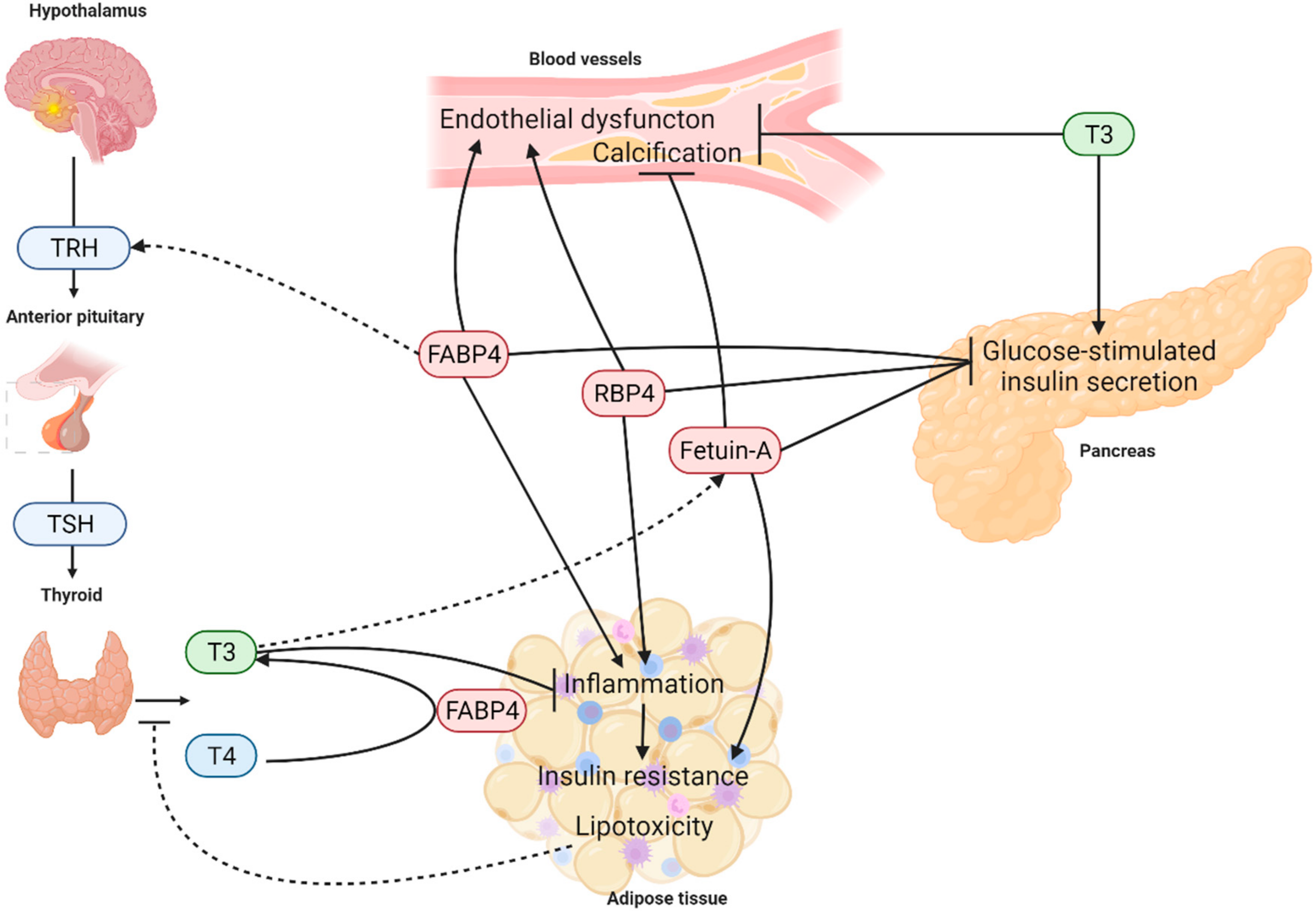 Metabolites | Free Full-Text | Interplay between Fatty Acid Binding ...