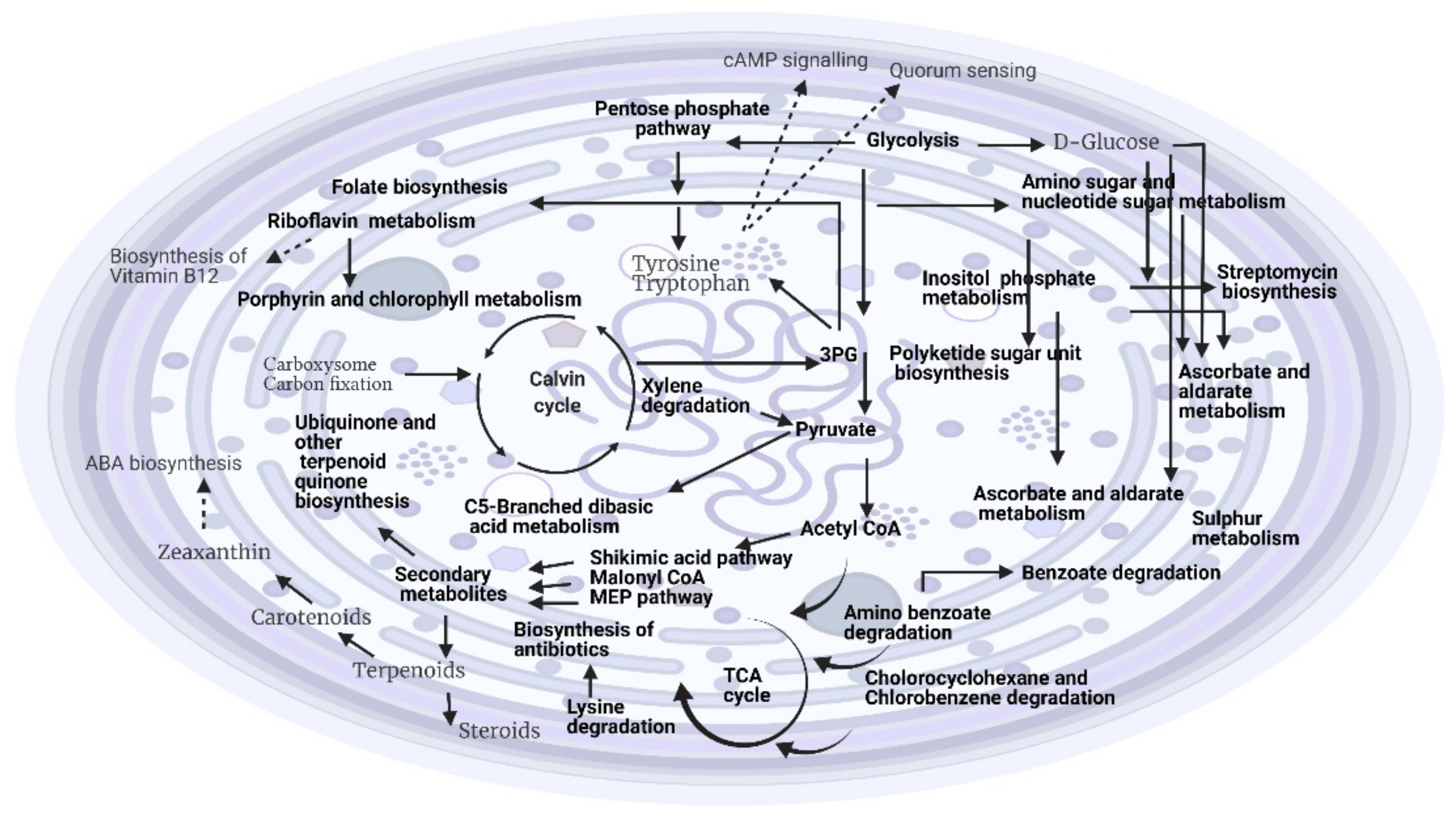 Metabolites 12 00406 g003
