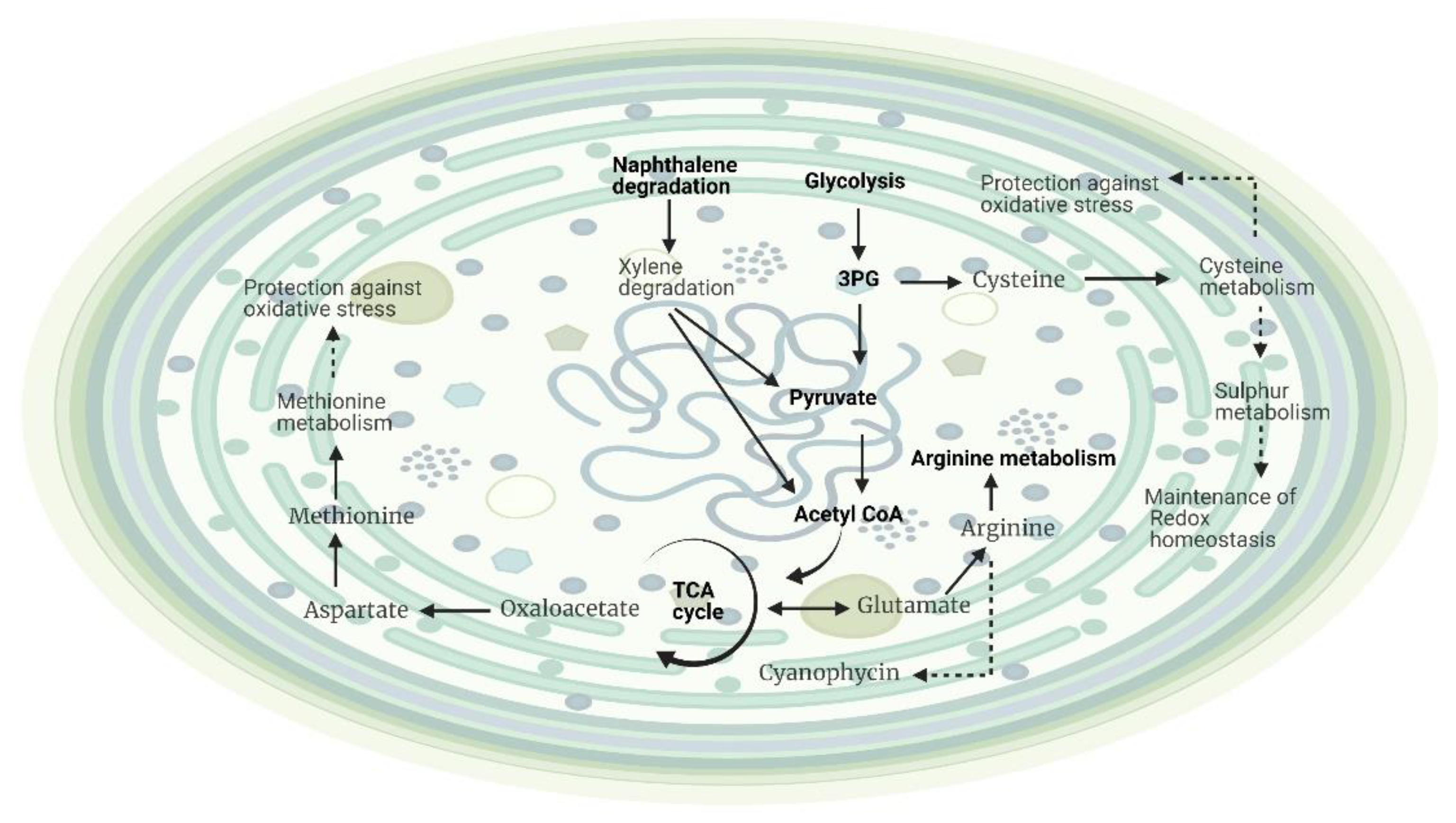 Metabolites 12 00406 g004