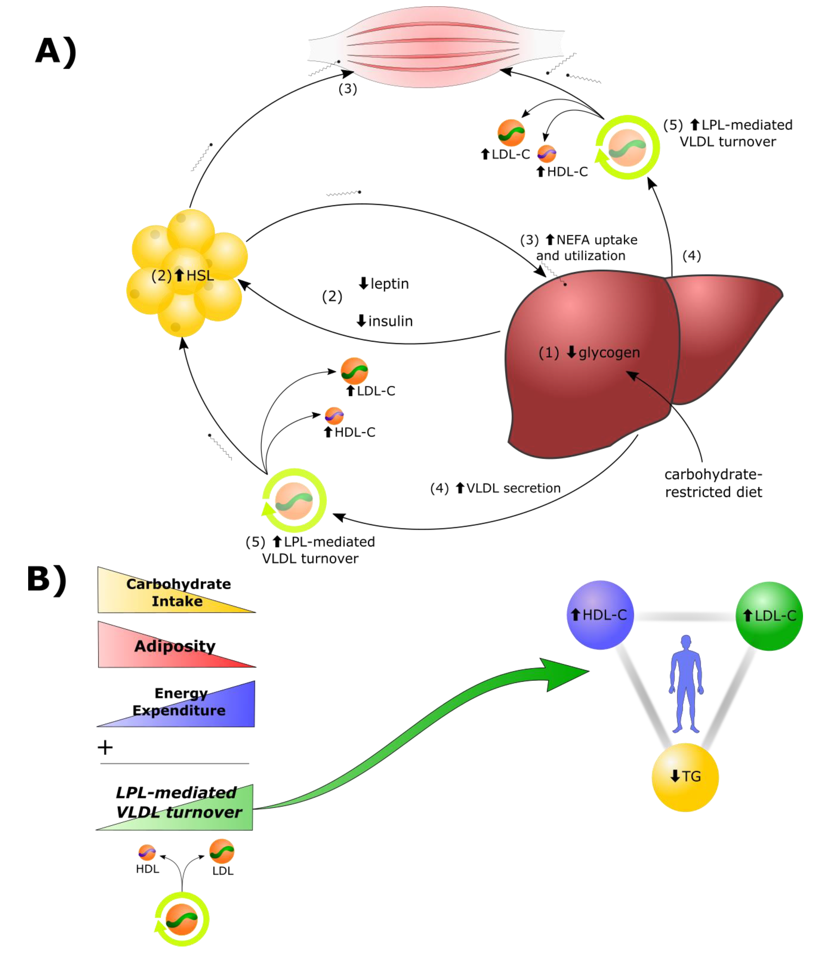 Metabolites | Free Full-Text | The Lipid Energy Model: Reimagining  Lipoprotein Function in the Context of Carbohydrate-Restricted Diets