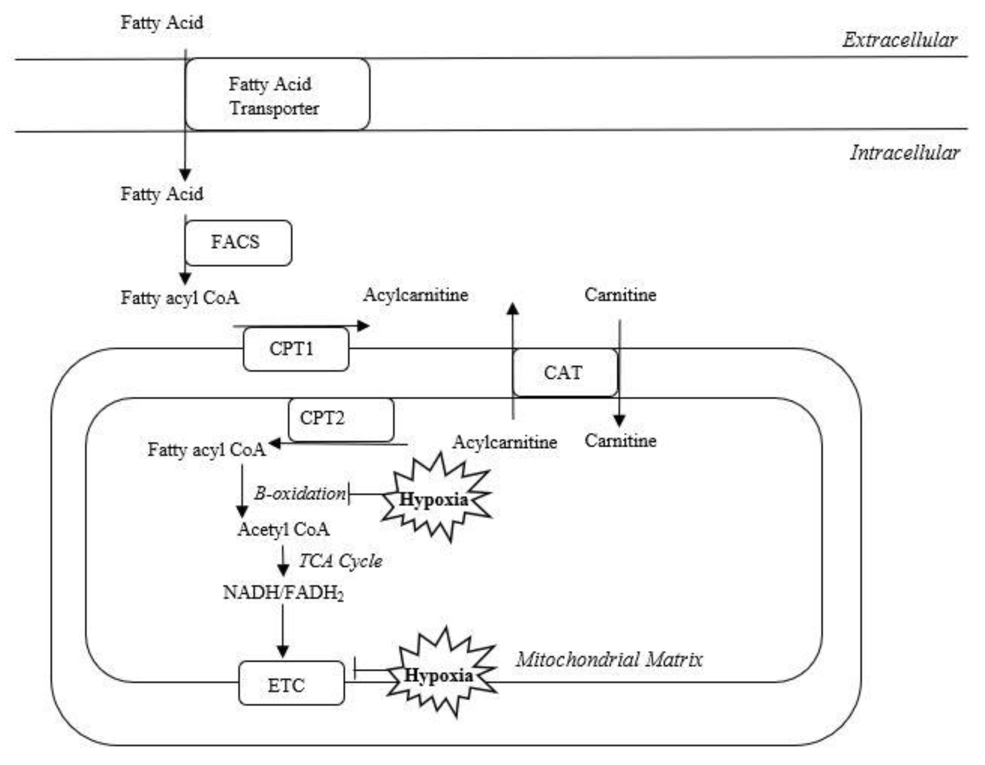Metabolites 12 00467 g004