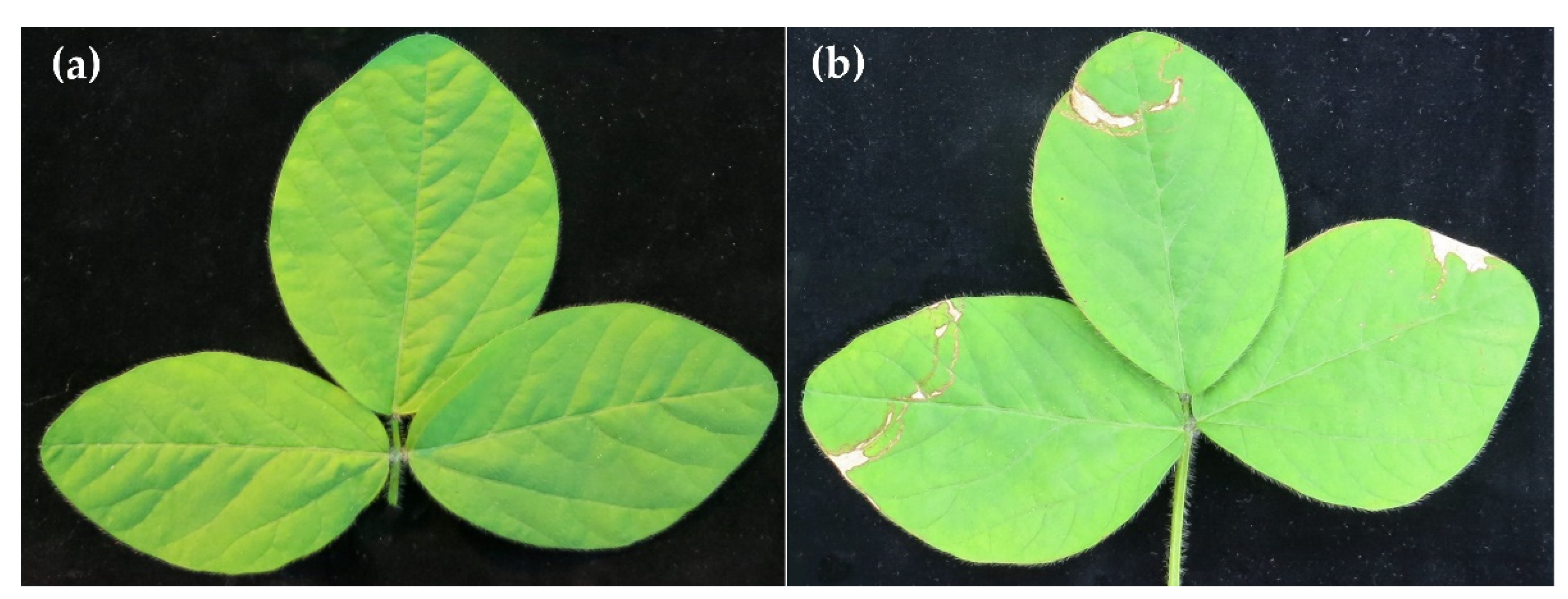 Metabolites 12 00507 g005